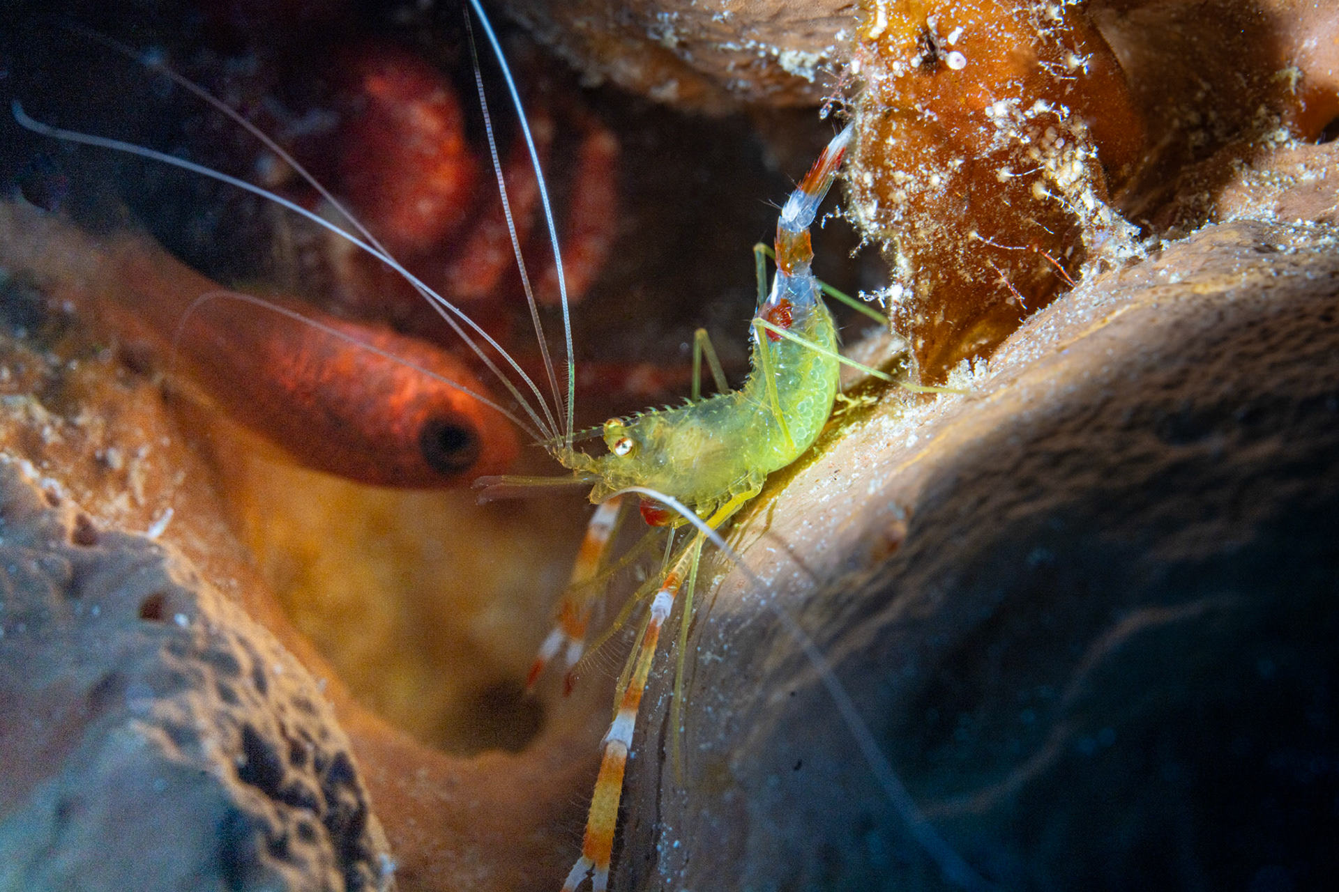 Yellow banded shrimp with eggs, frogfish, cardinal fish and crab in sponge