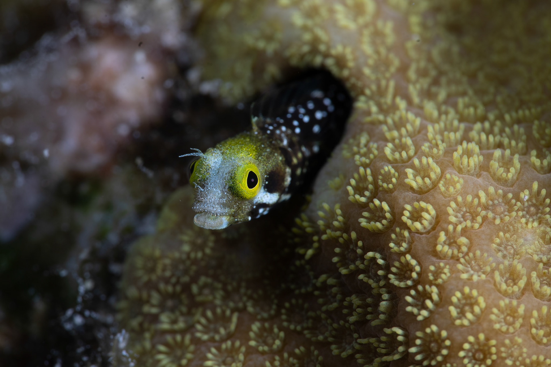 Blenny
