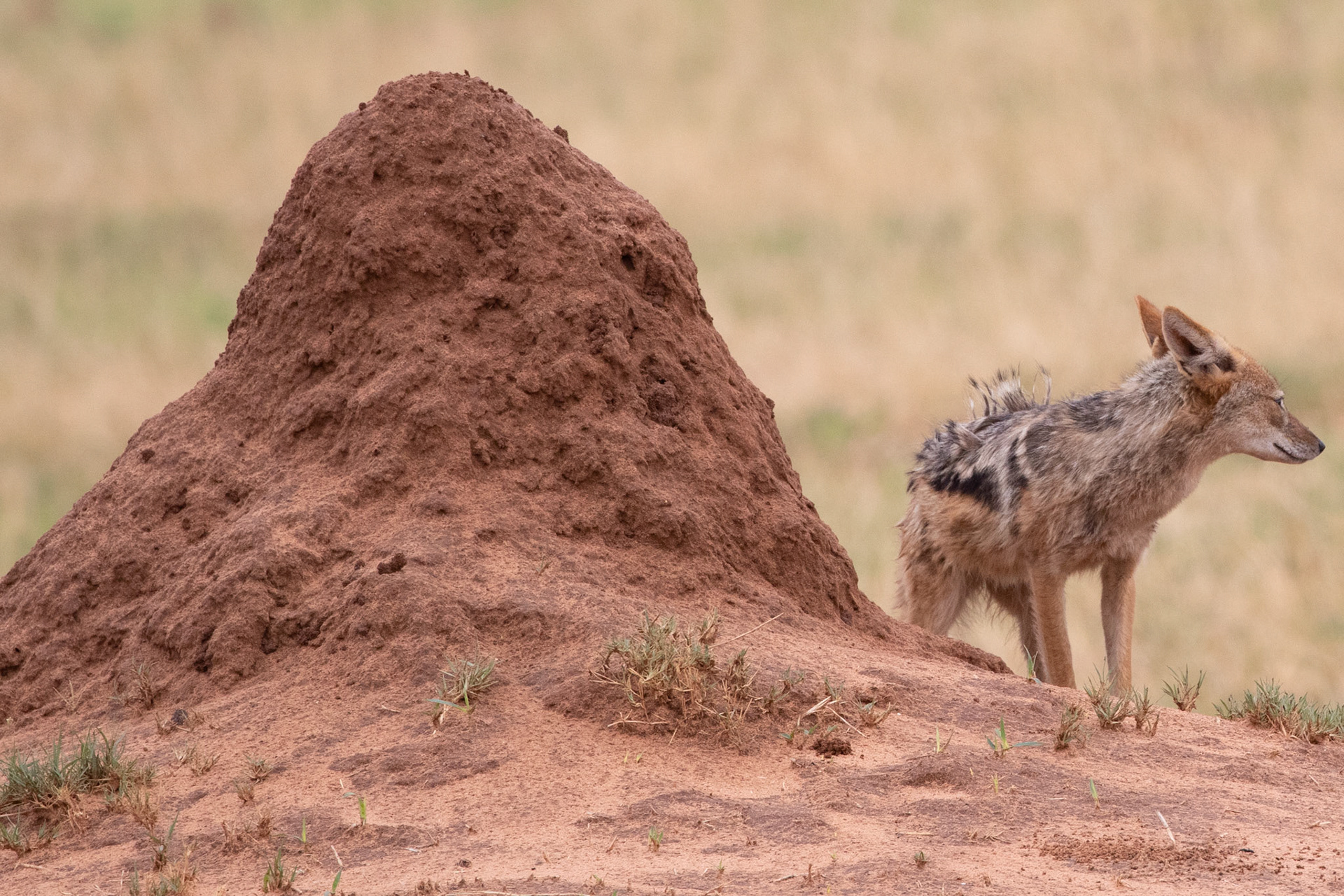 Jackal