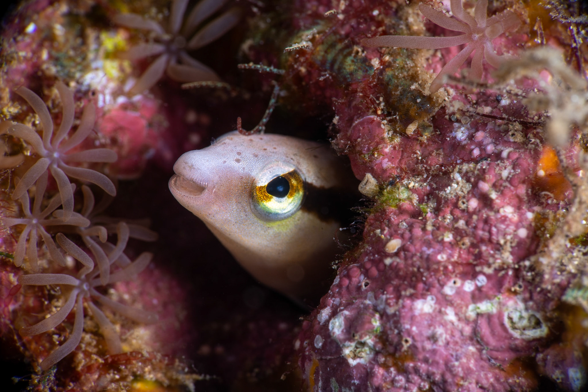 Blenny (Fangblenny)