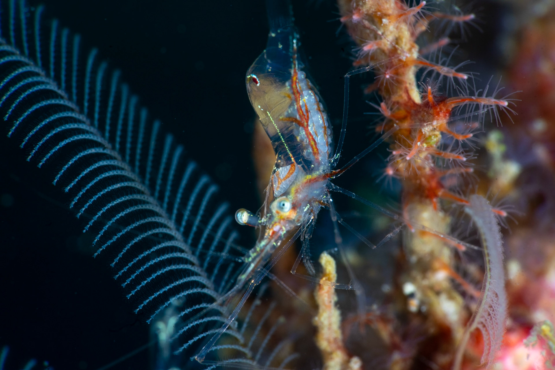 Hydroid Shrimp with Eggs