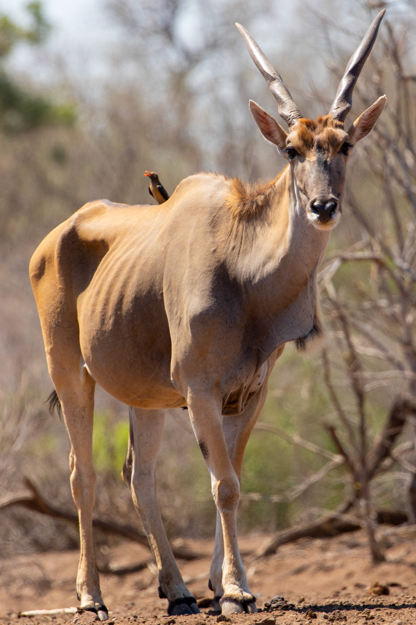 Eland
