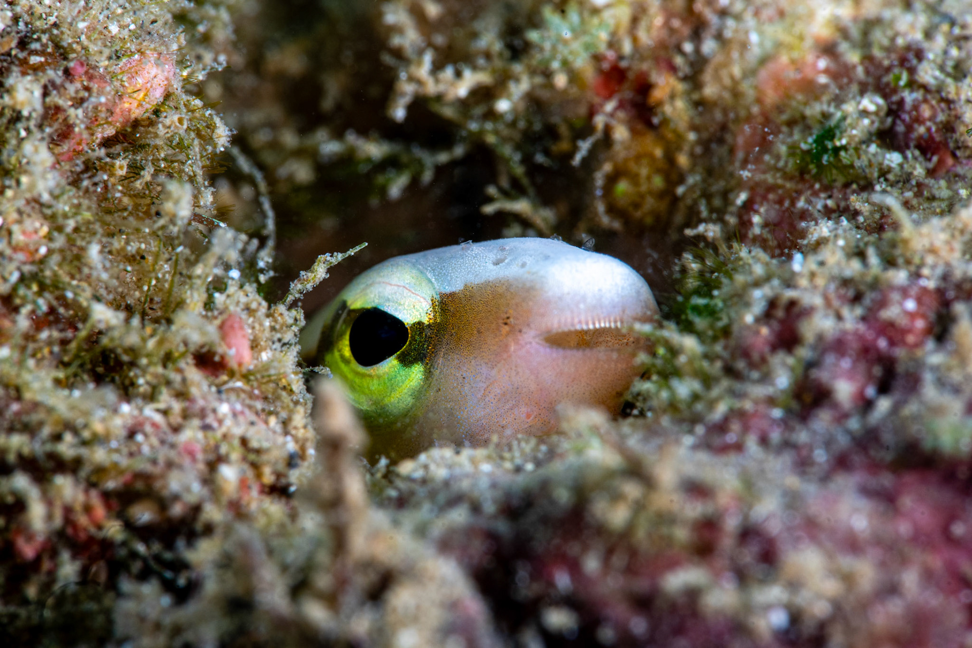Blenny (Fangblenny)