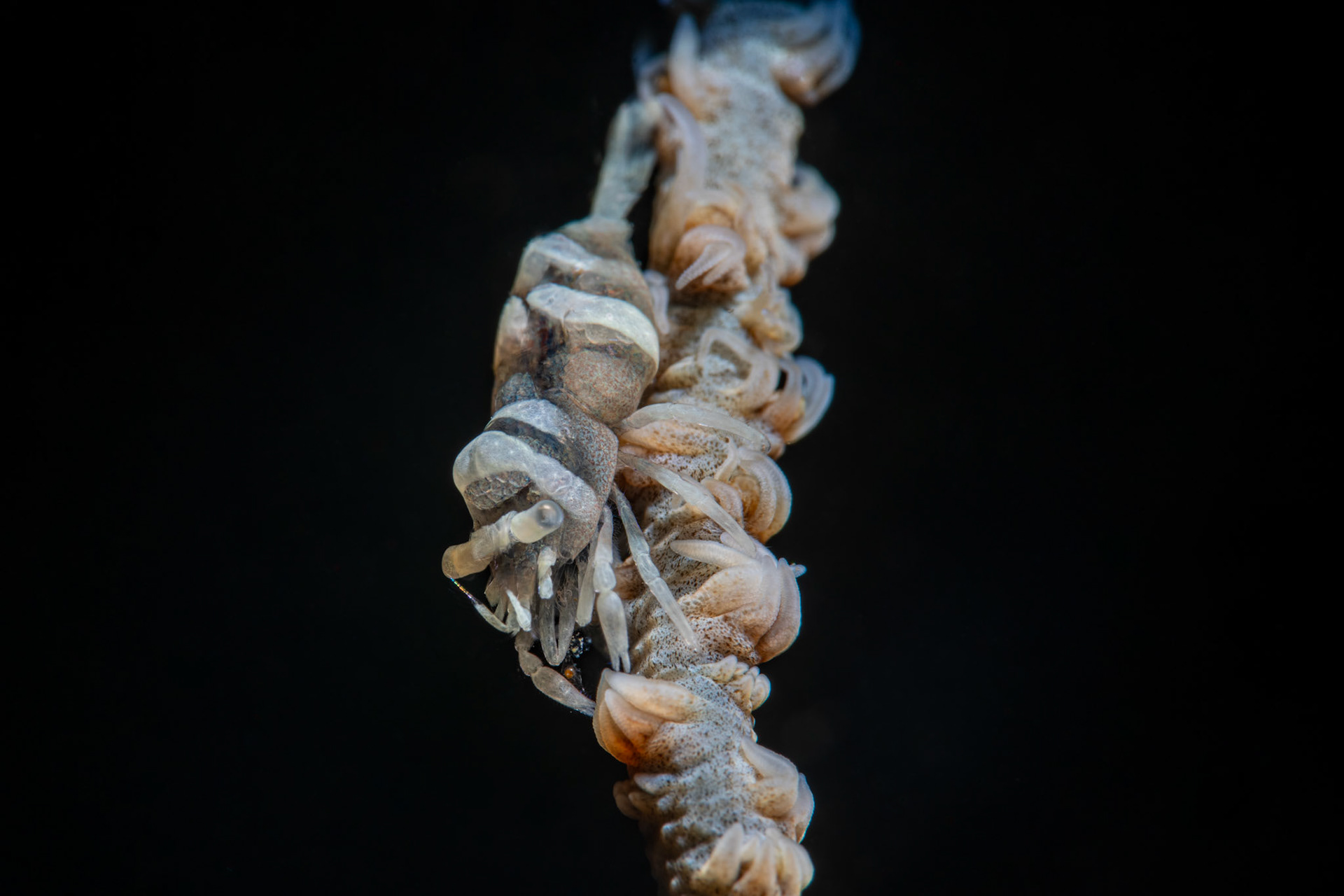 Whip Coral Shrimp