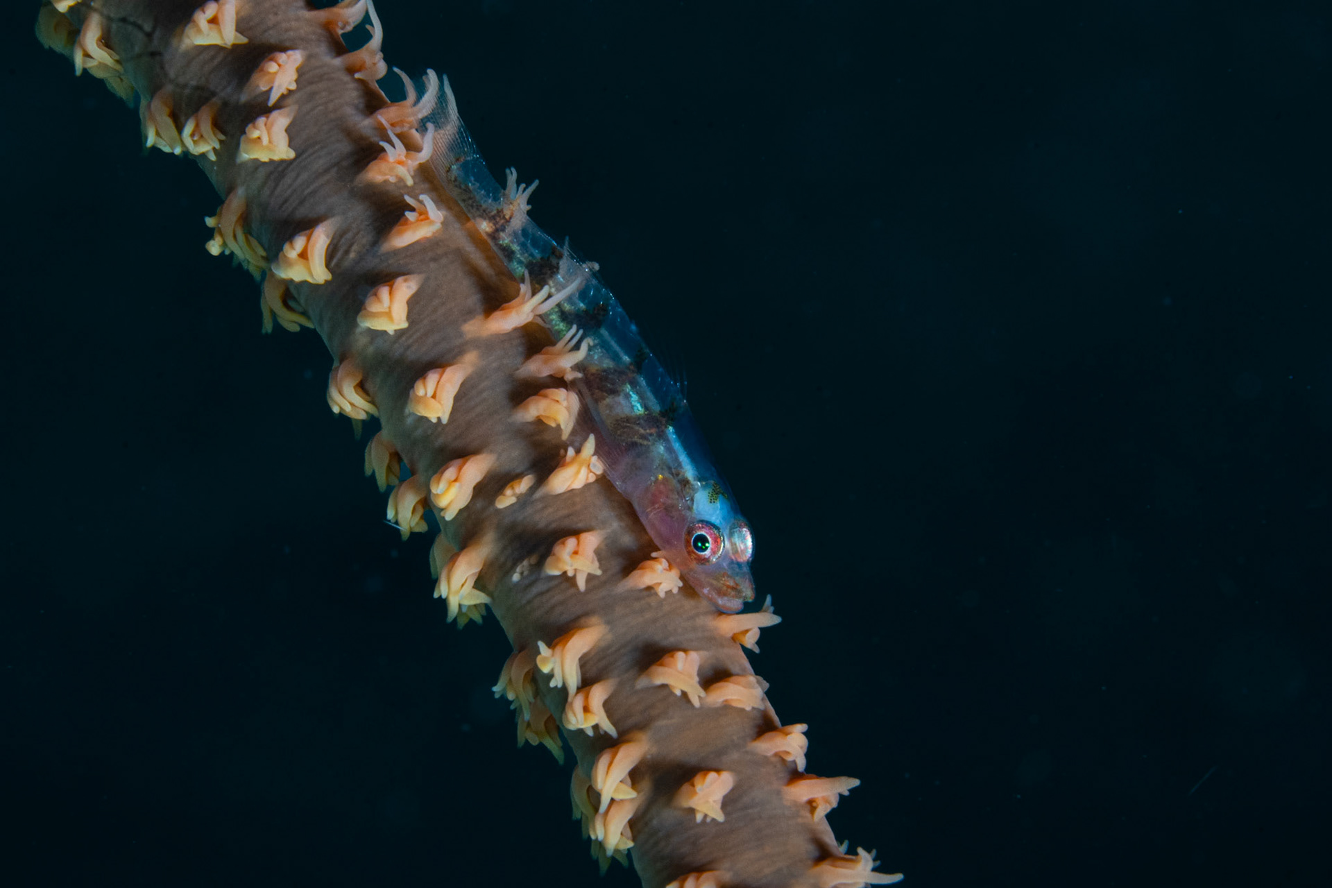 Wire Coral Goby