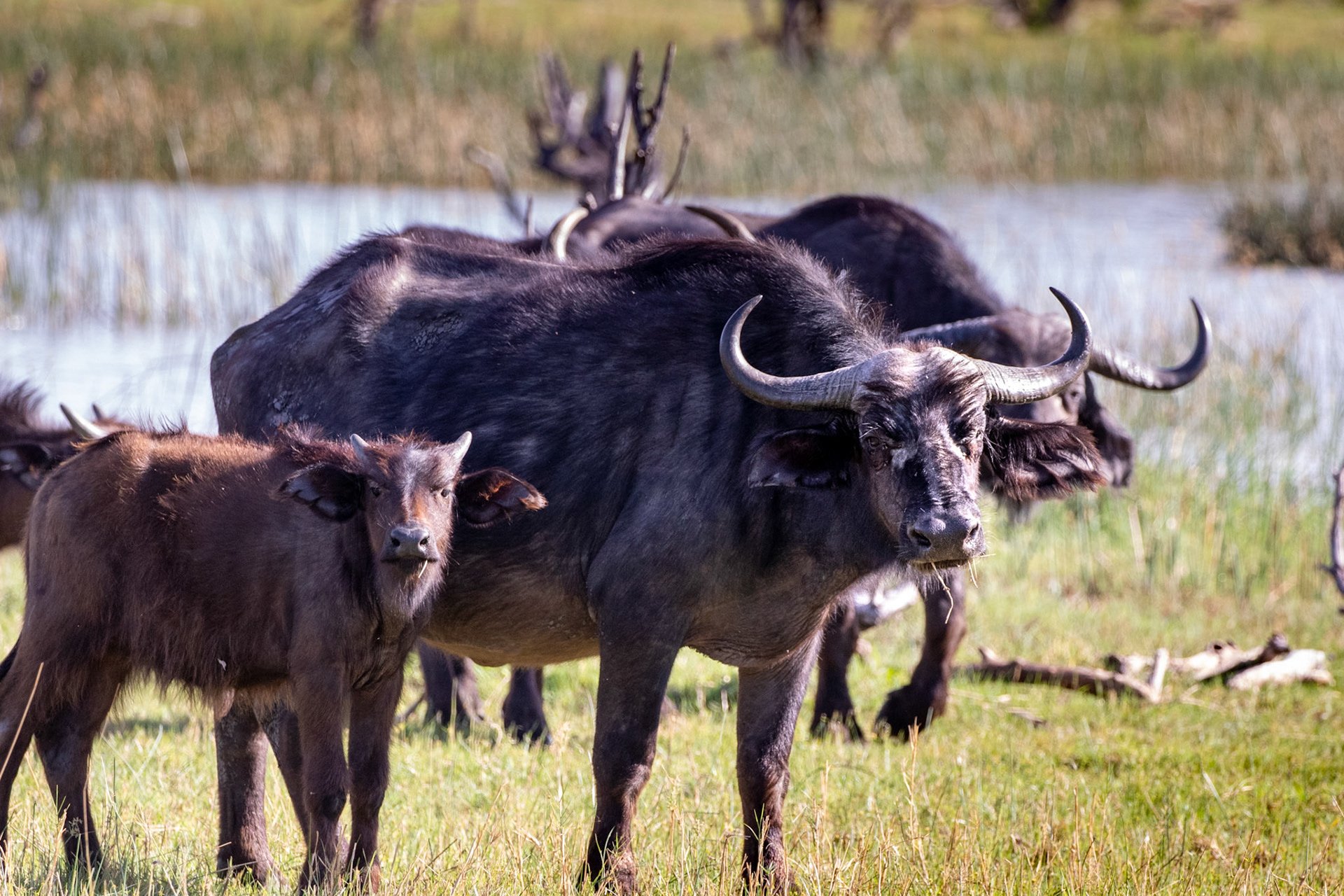 Water Buffalo Mother and Calf