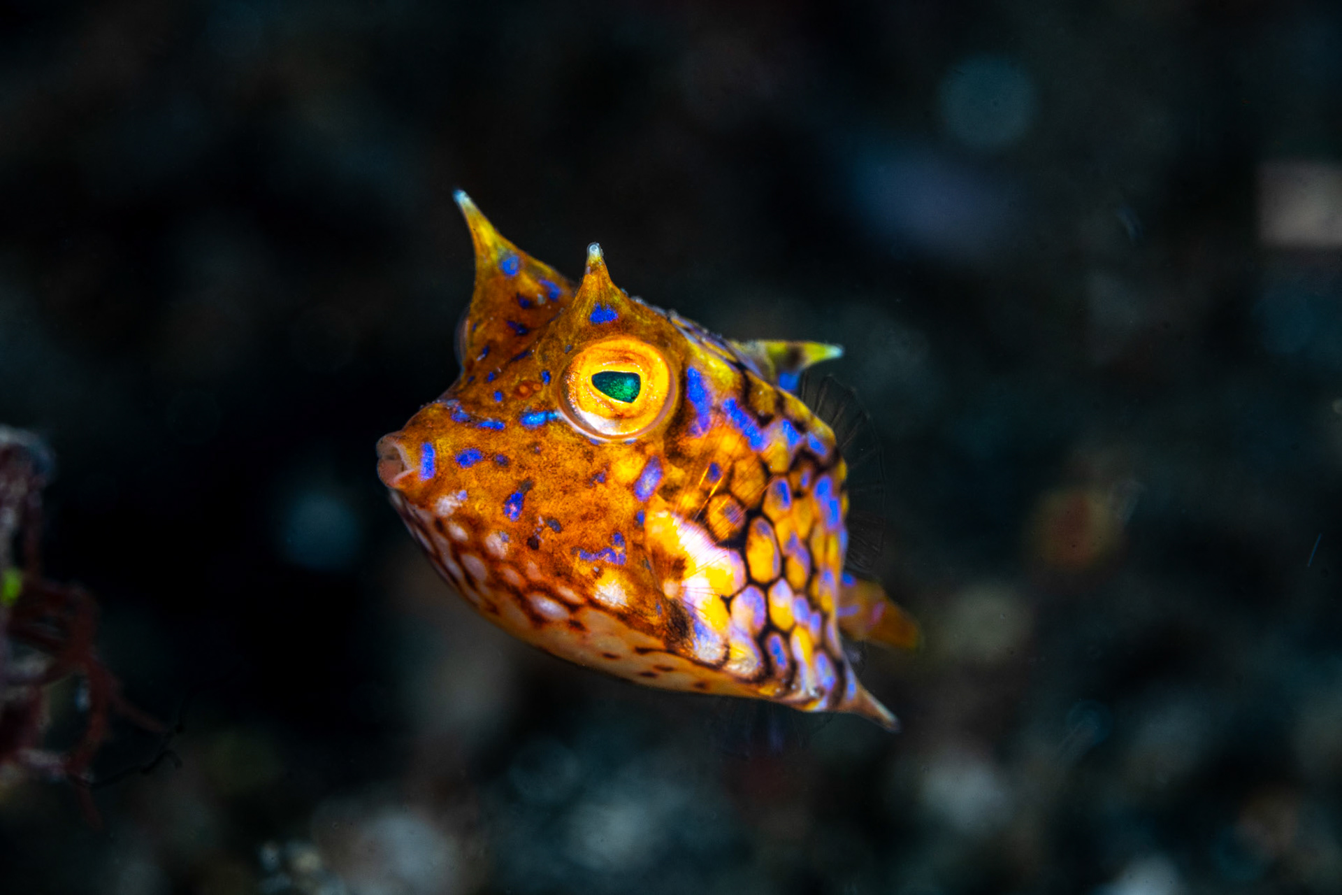 Juvenile Thornback Cowfish