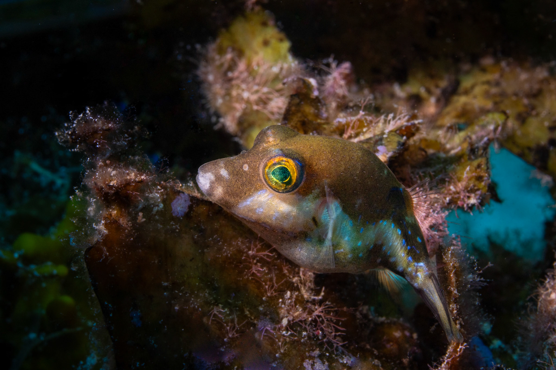 Baby Sharp Nosed Puffer