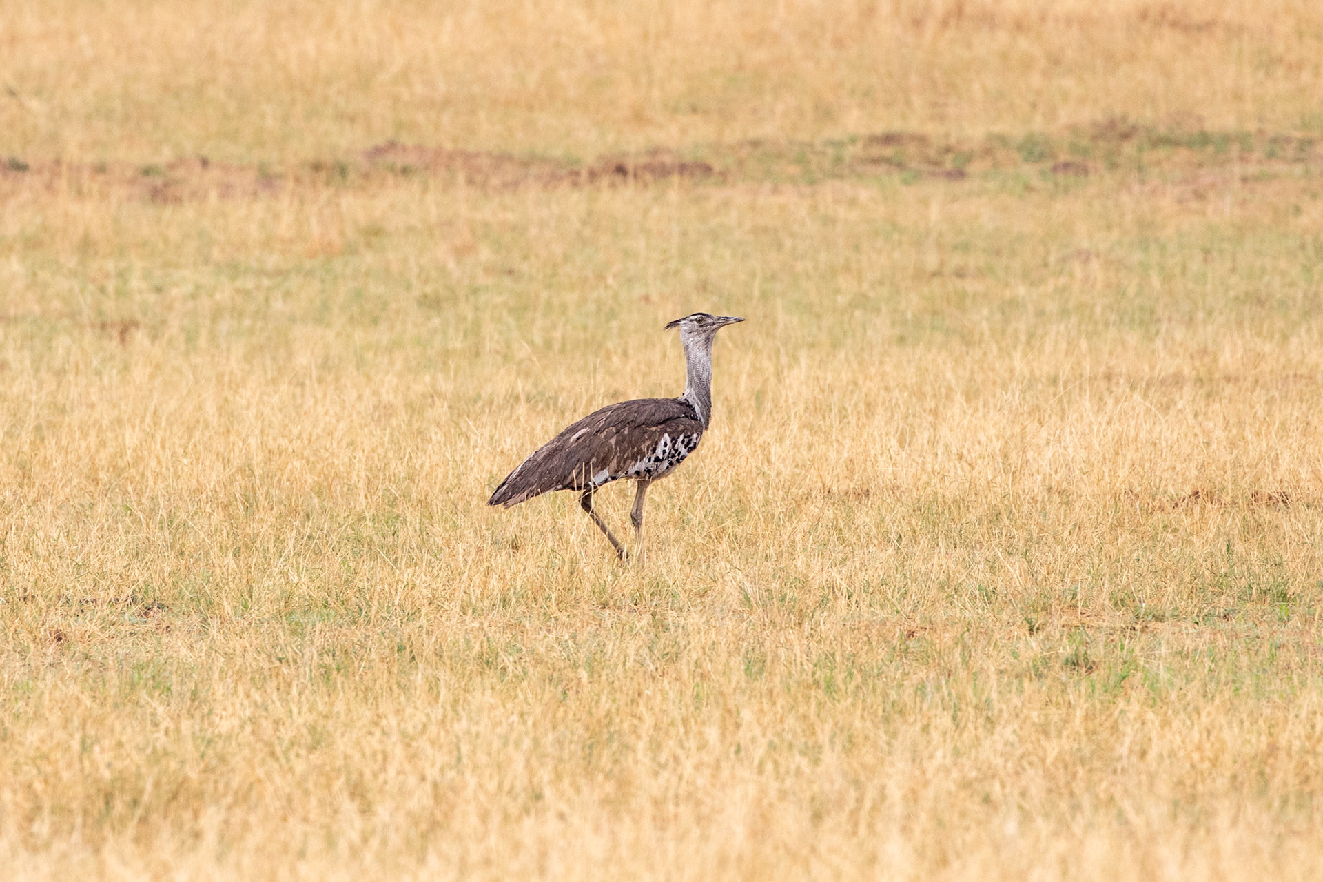 Kori Bustard,  Botswana's National Bird, is the heaviest bird in the world that can fly.