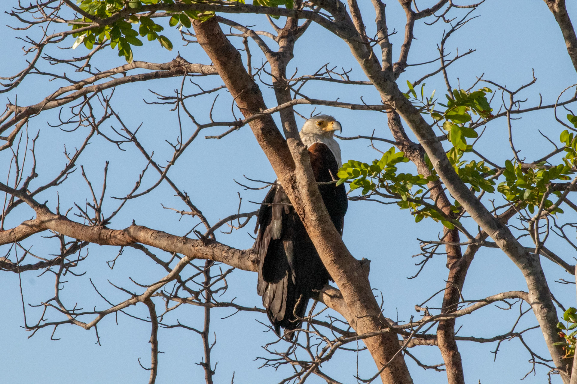 African Fish Eagle