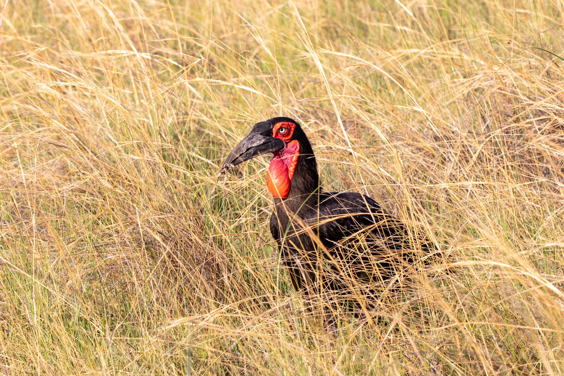 Southern Ground Hornbill with frog