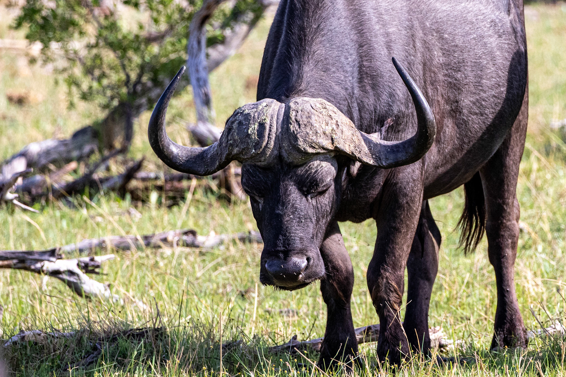 Water Buffalo