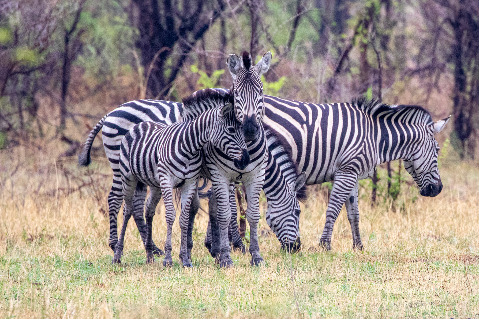 Zebra