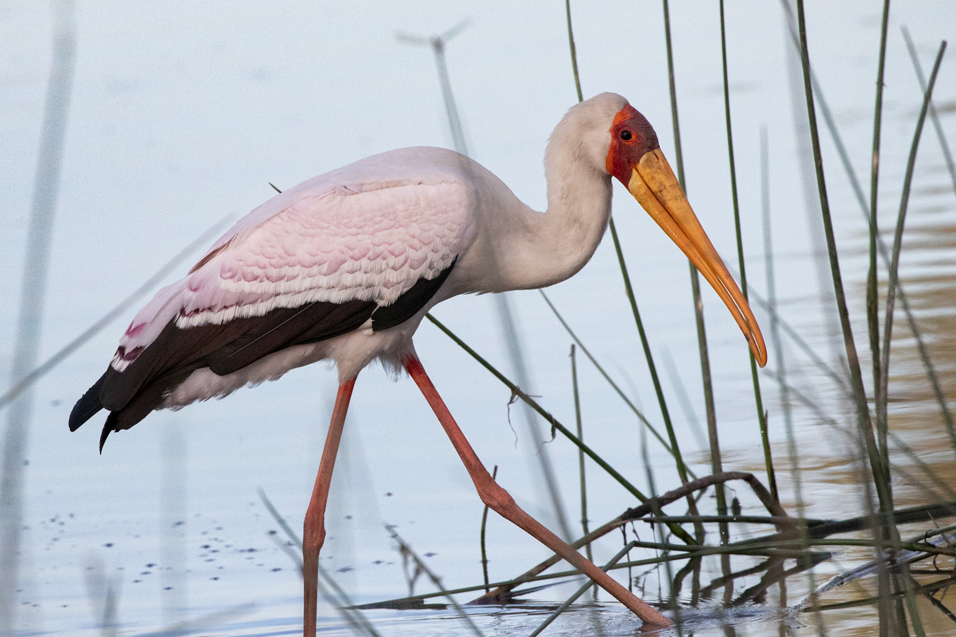 Yellow Biled Stork