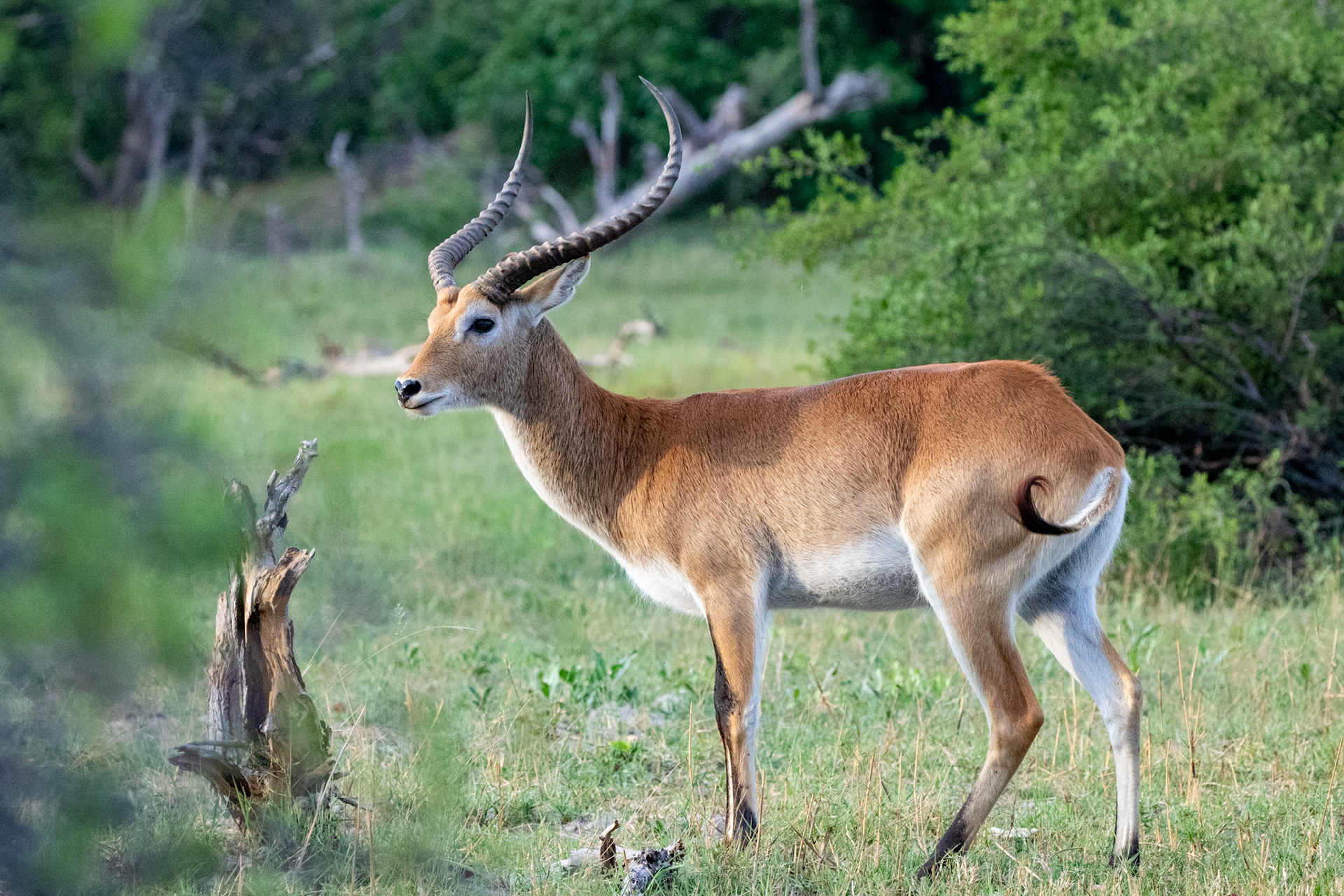 Impala