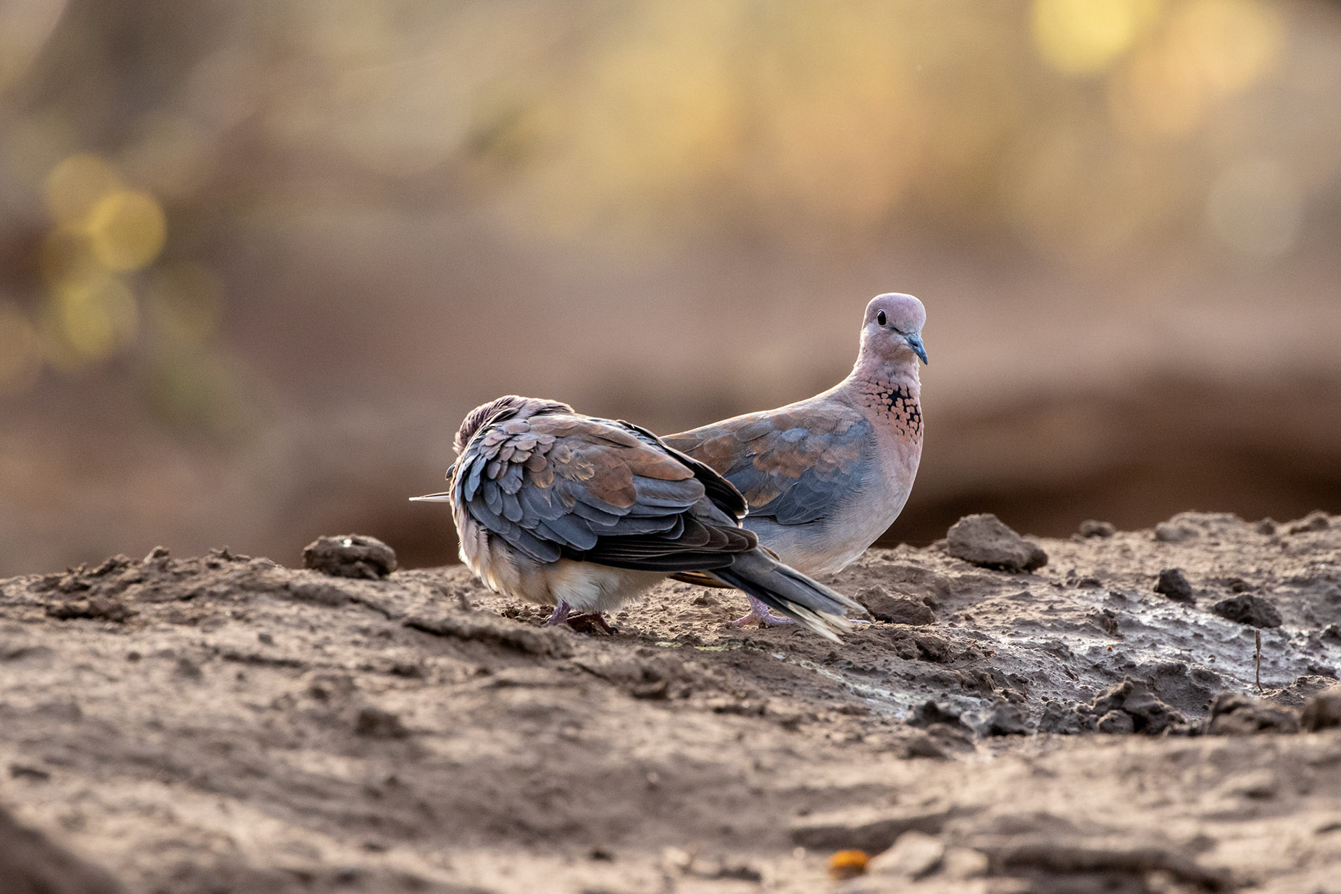 Laughing Dove