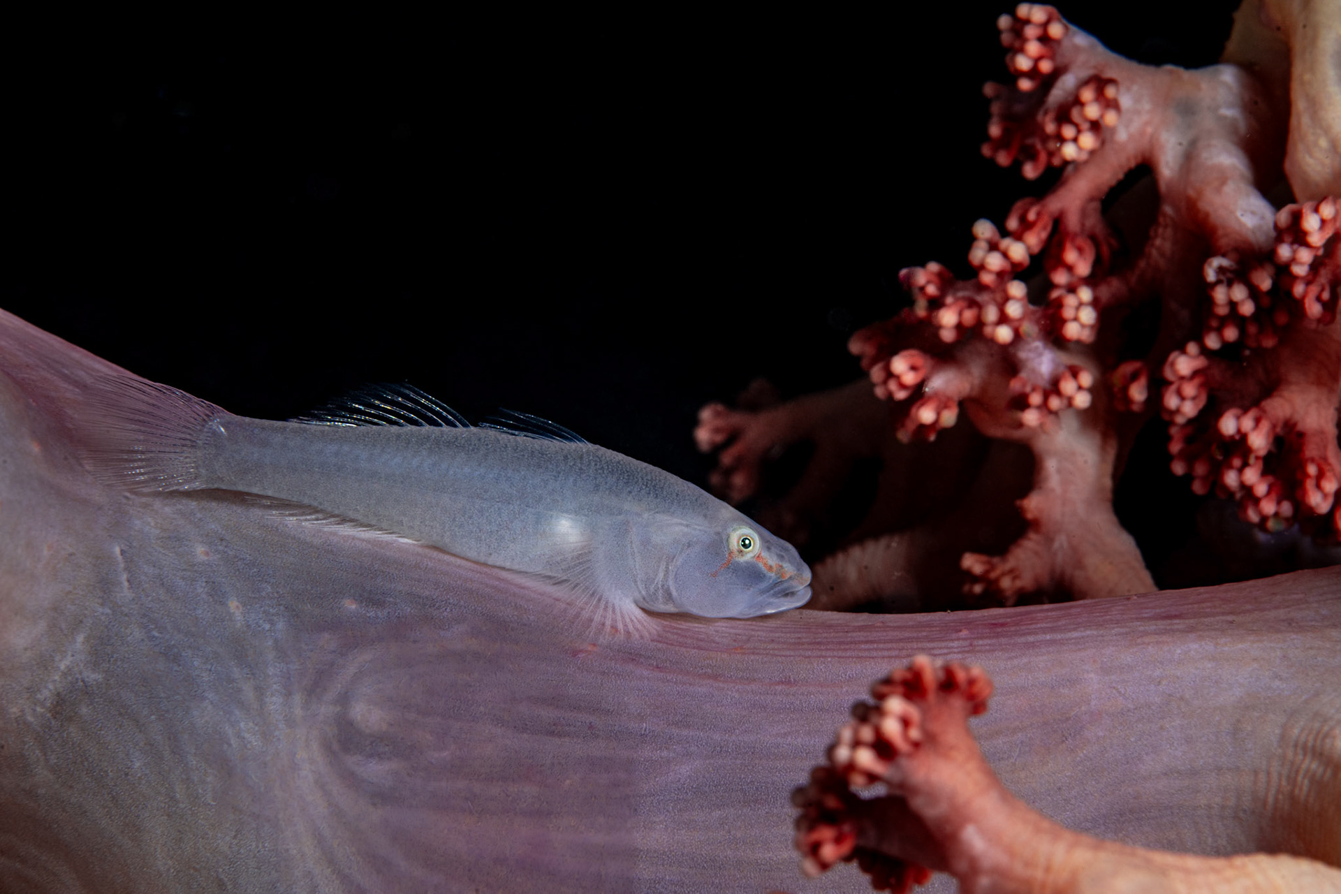 Ghost Goby