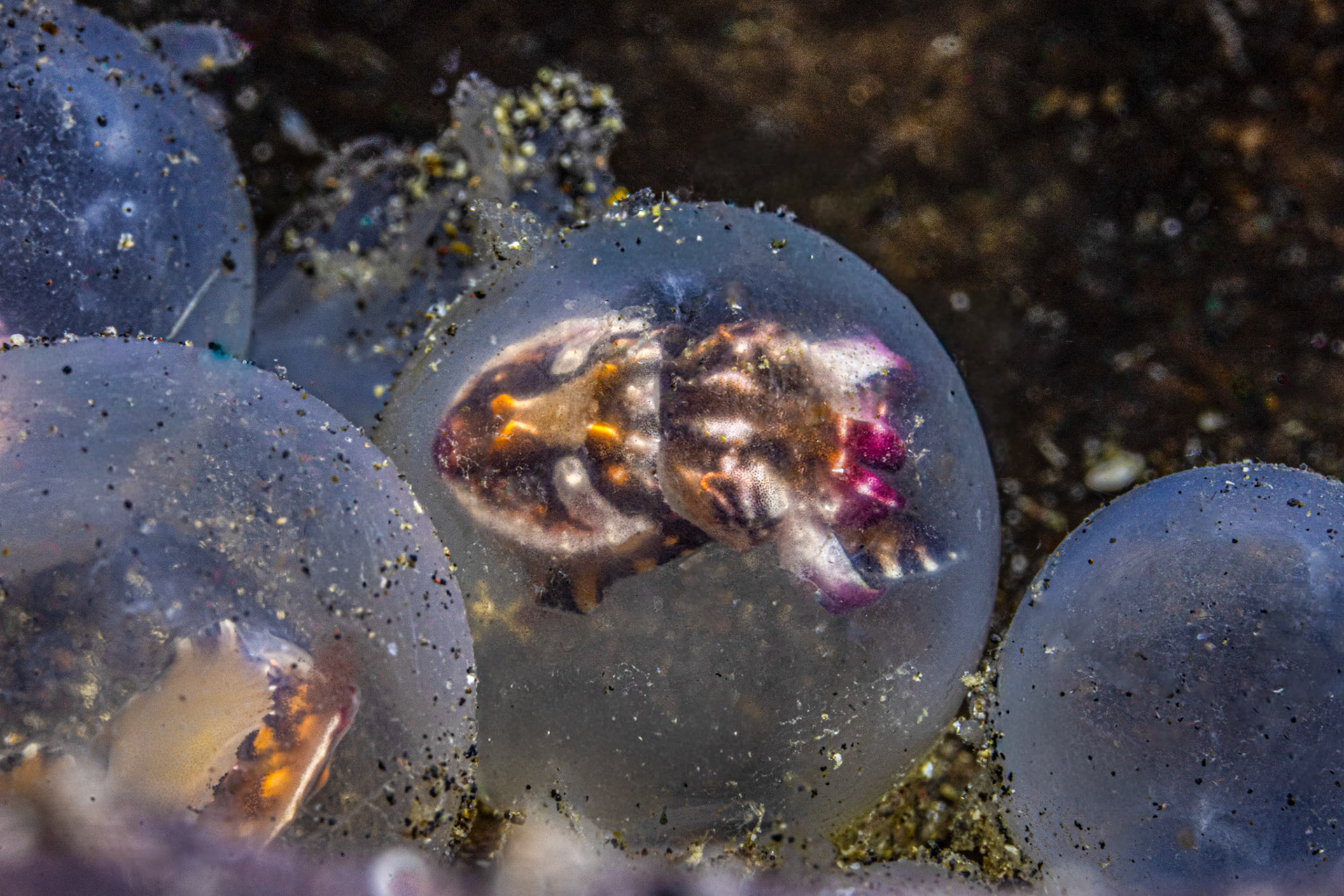 Flambuoyant Cuttlefish egg