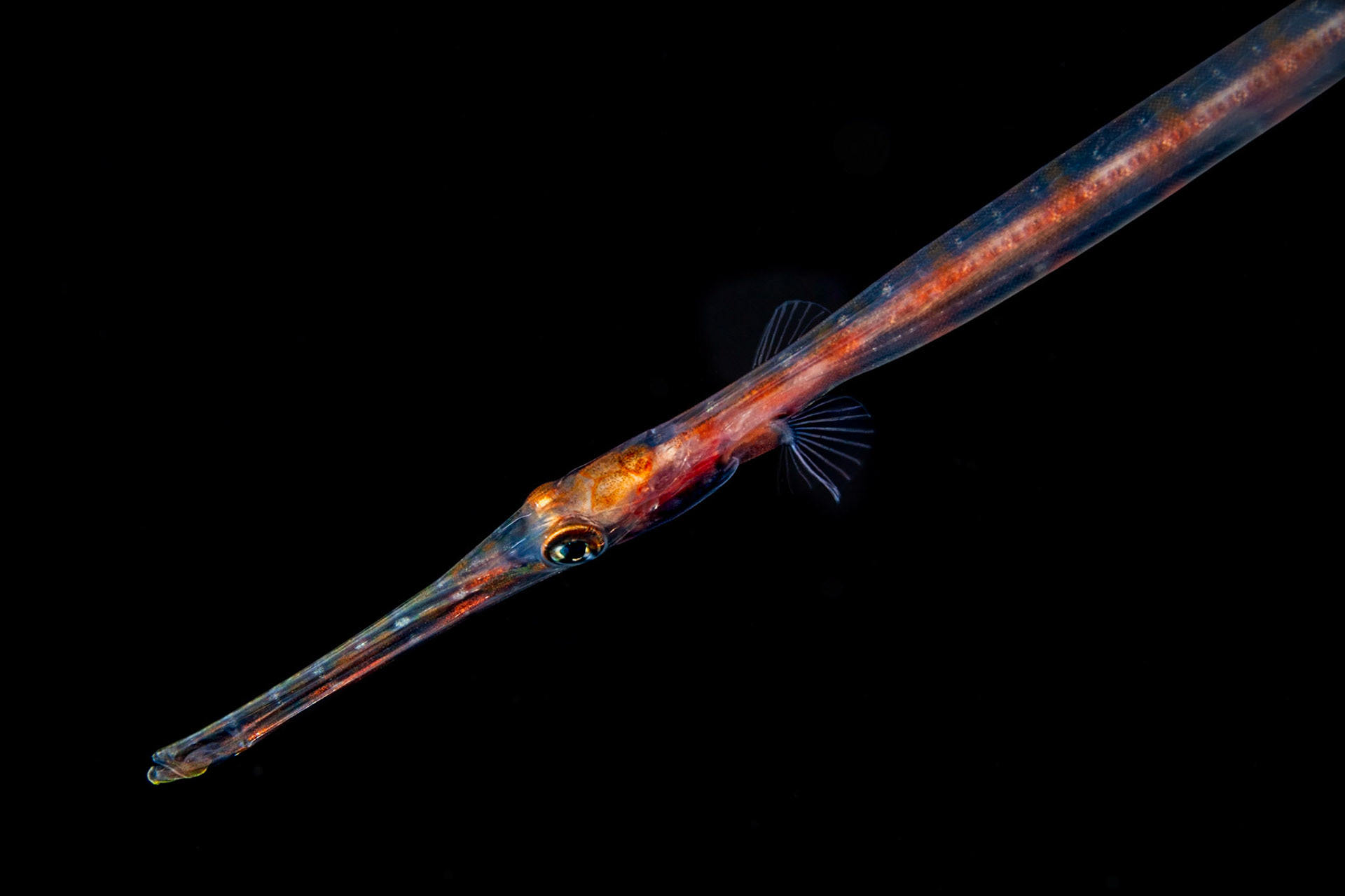 Juvenile Treumpetfish on Blackwater Dive