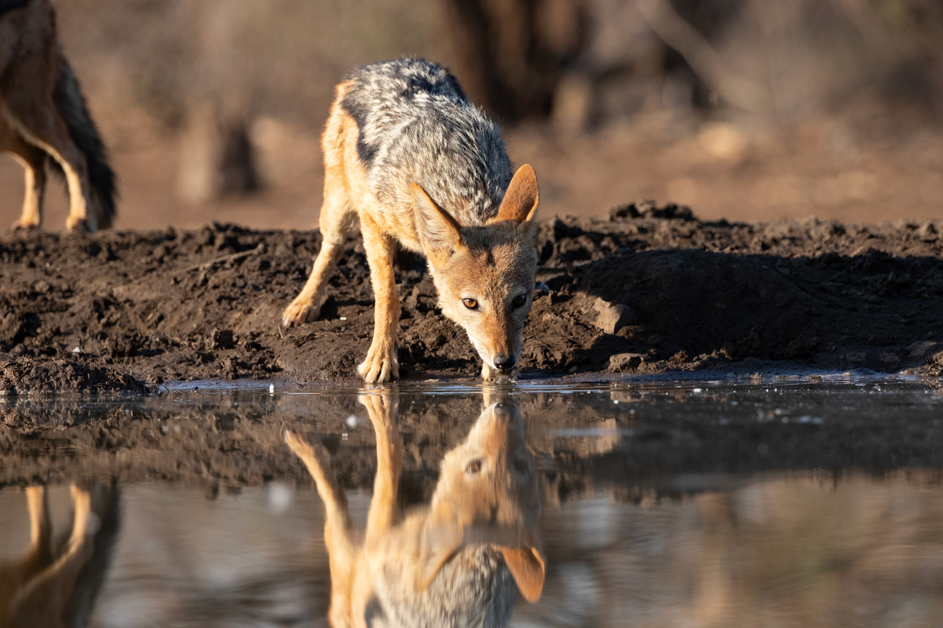 Jackal