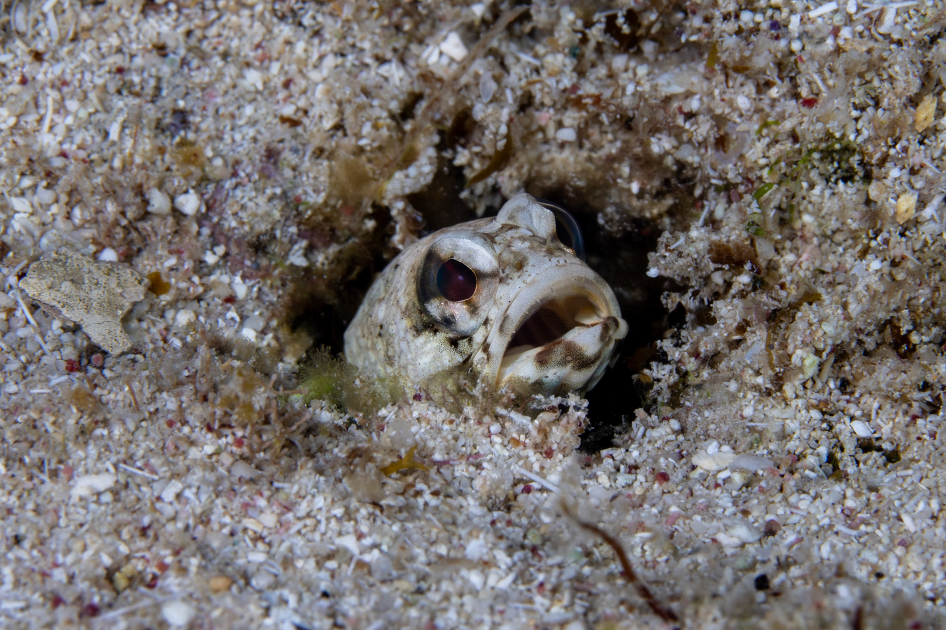 Marbled jawfish