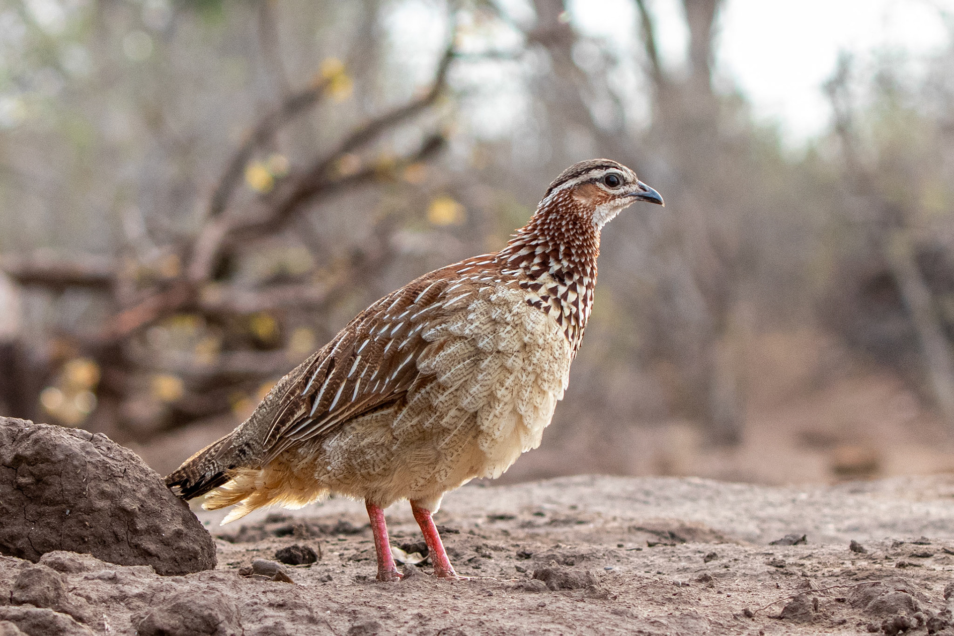 Crested Francolin
