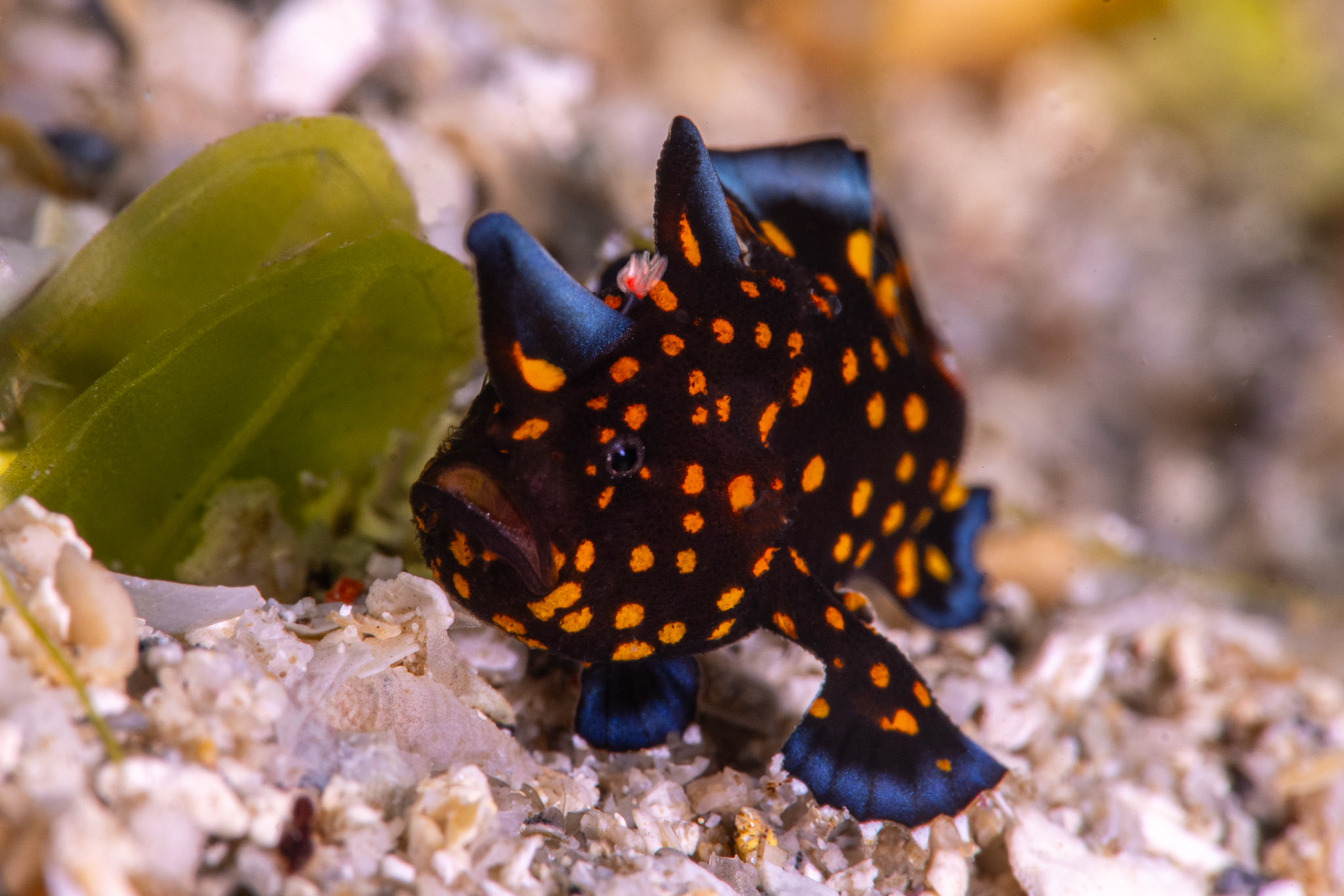 Painted Frogfish - Small Juvenile
