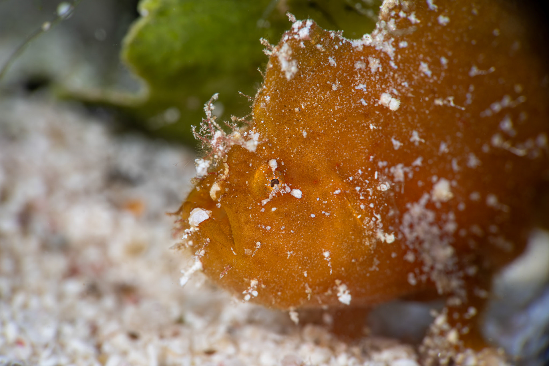 Frogfish