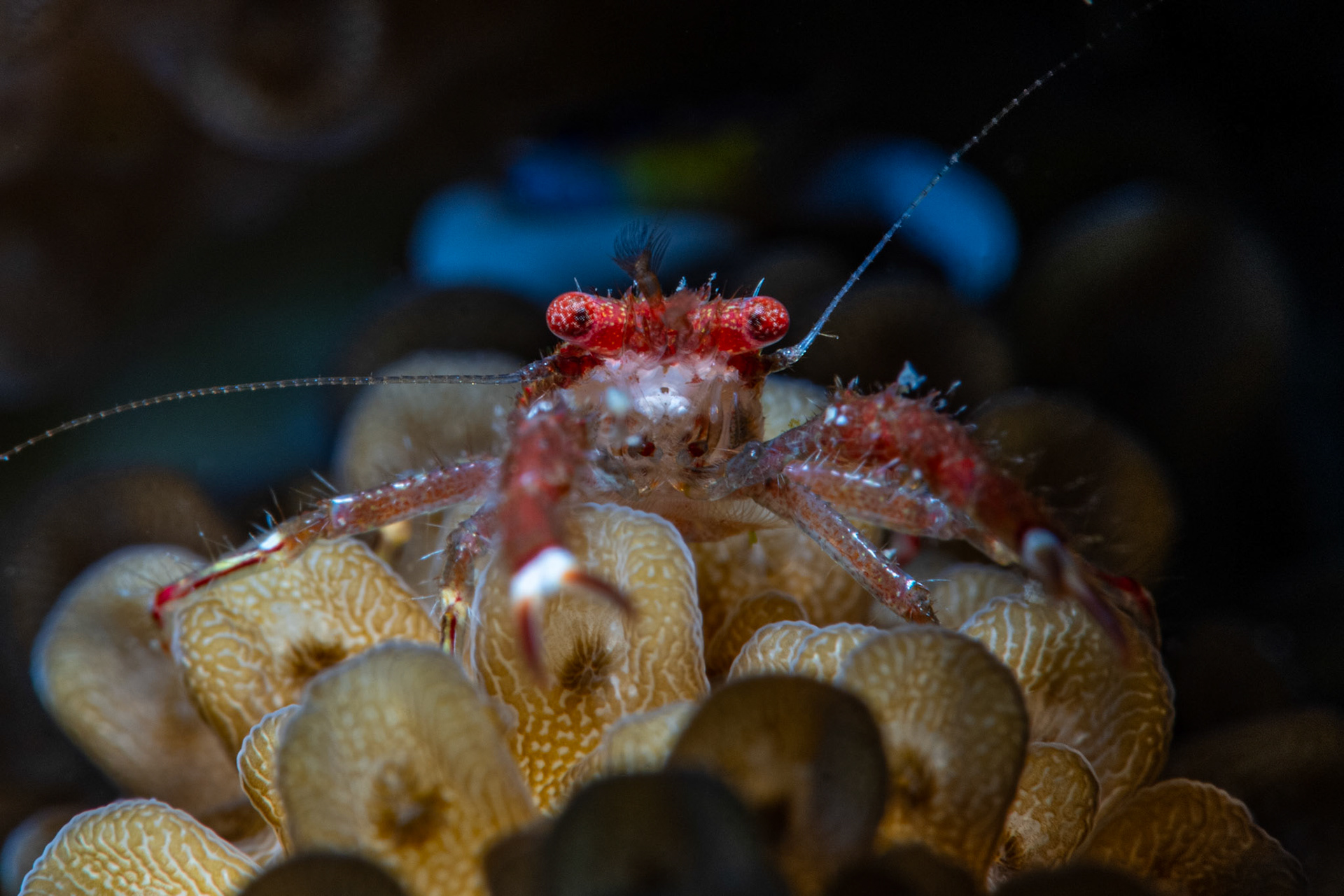 Peppermint Shrimp