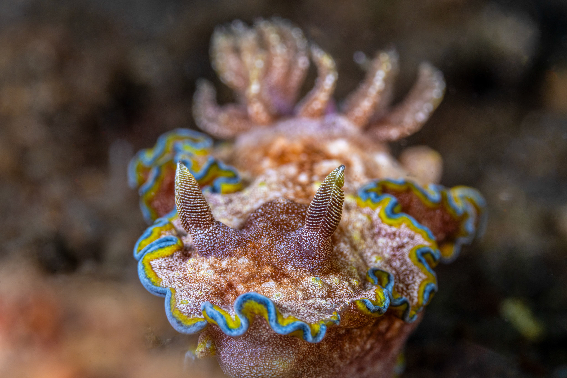 Nudibranch Glossidoris Cincta