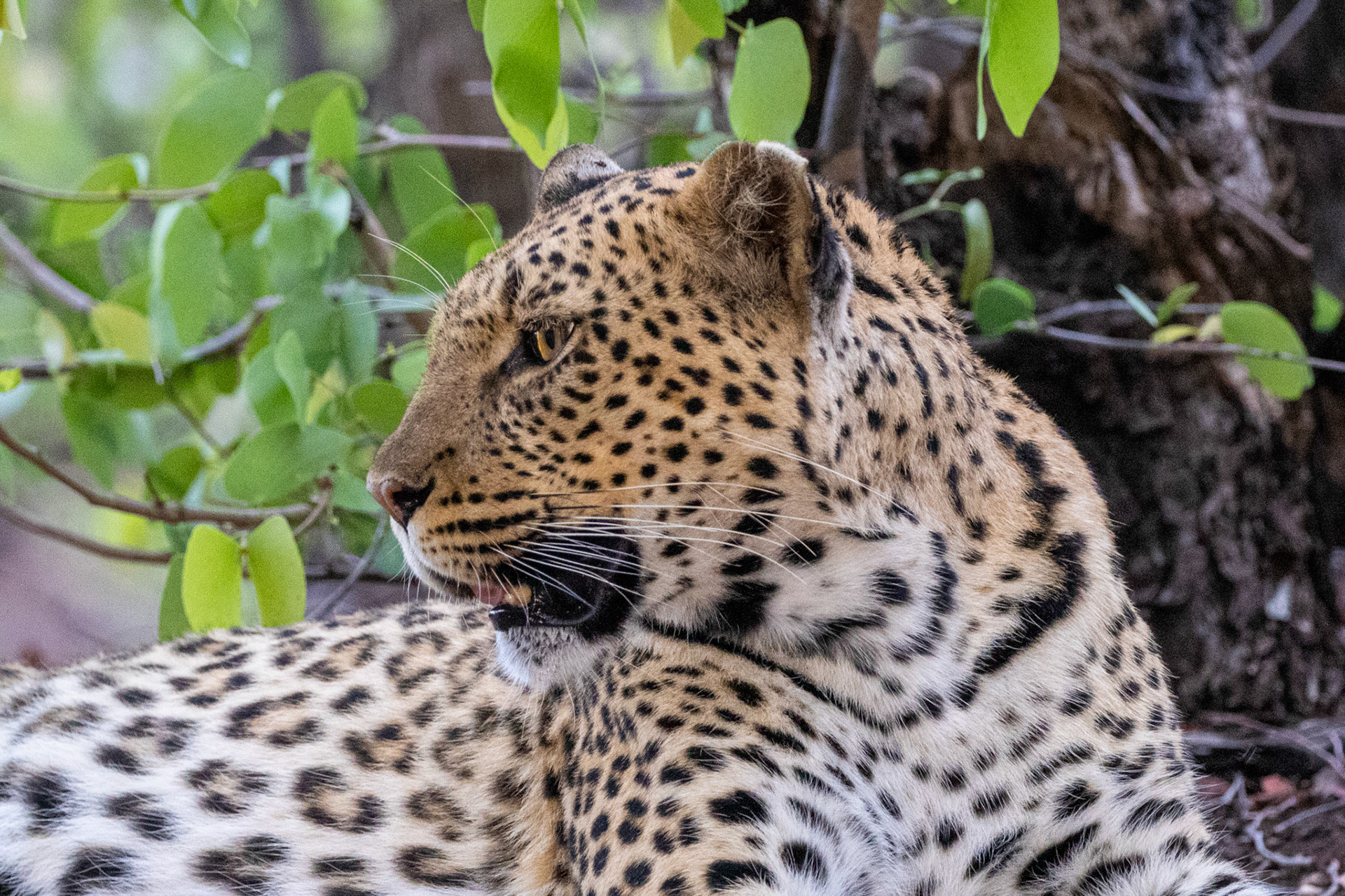 Leopard