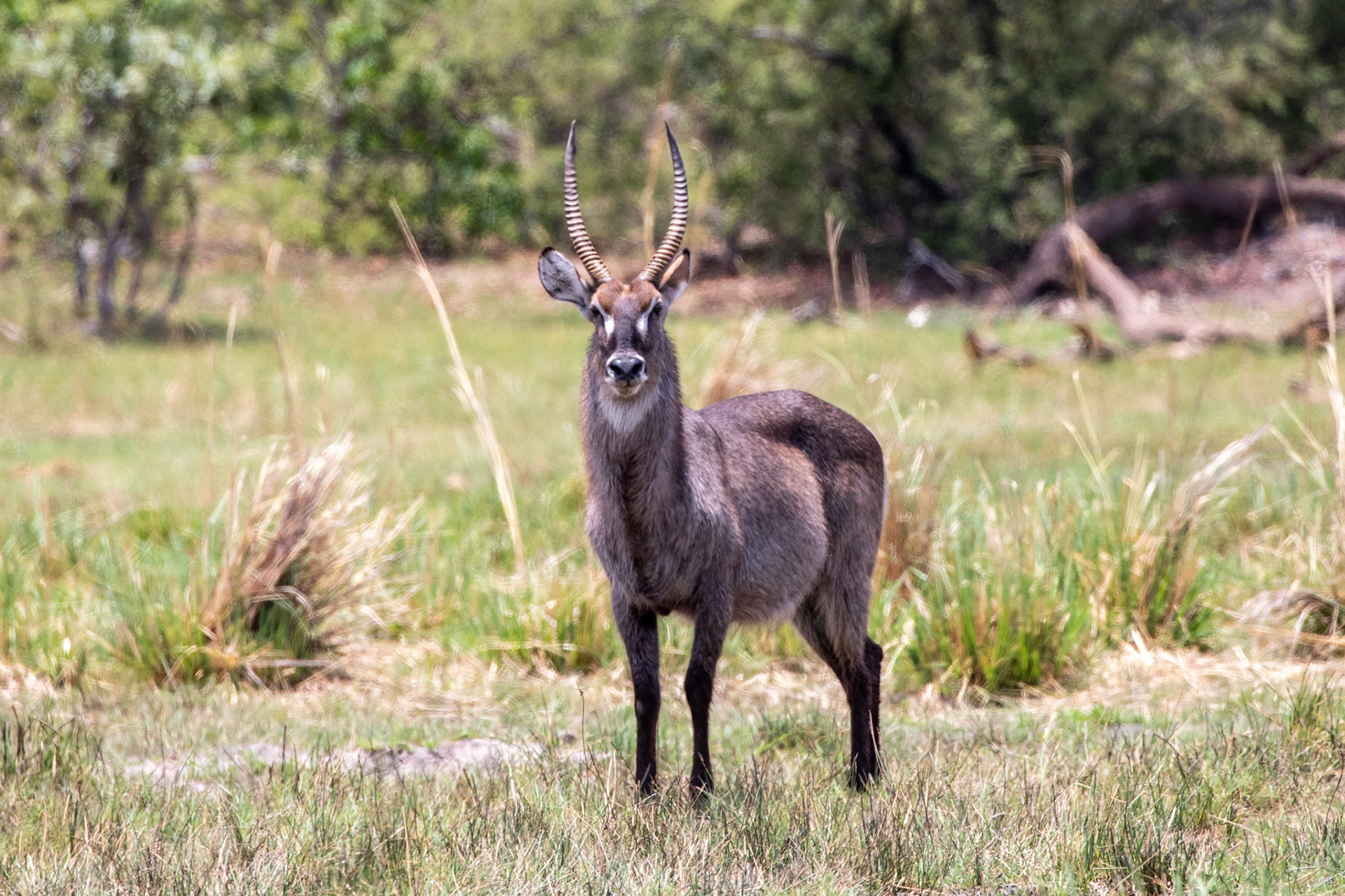 Common Waterbuck