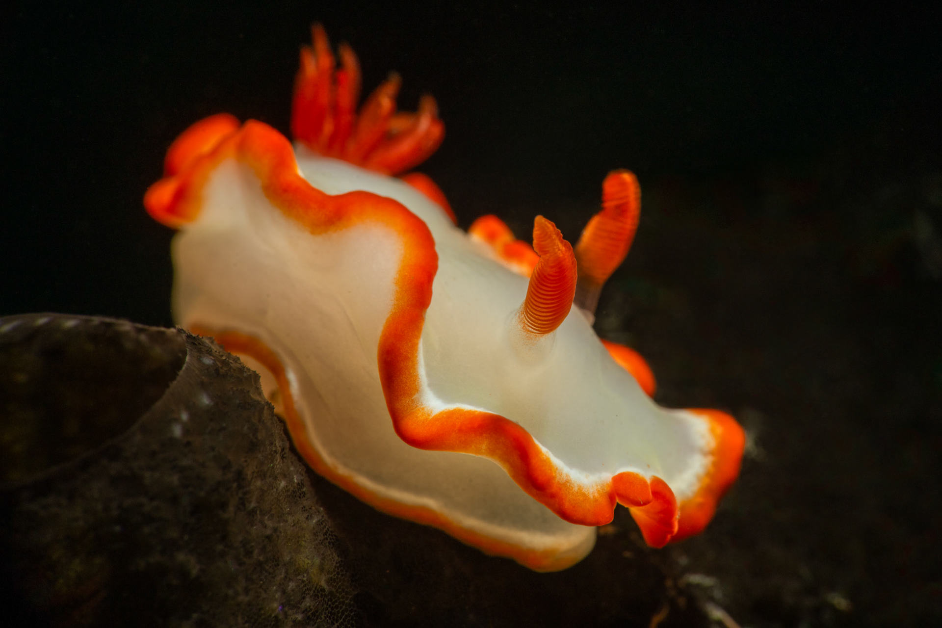 Glossidoris Averni