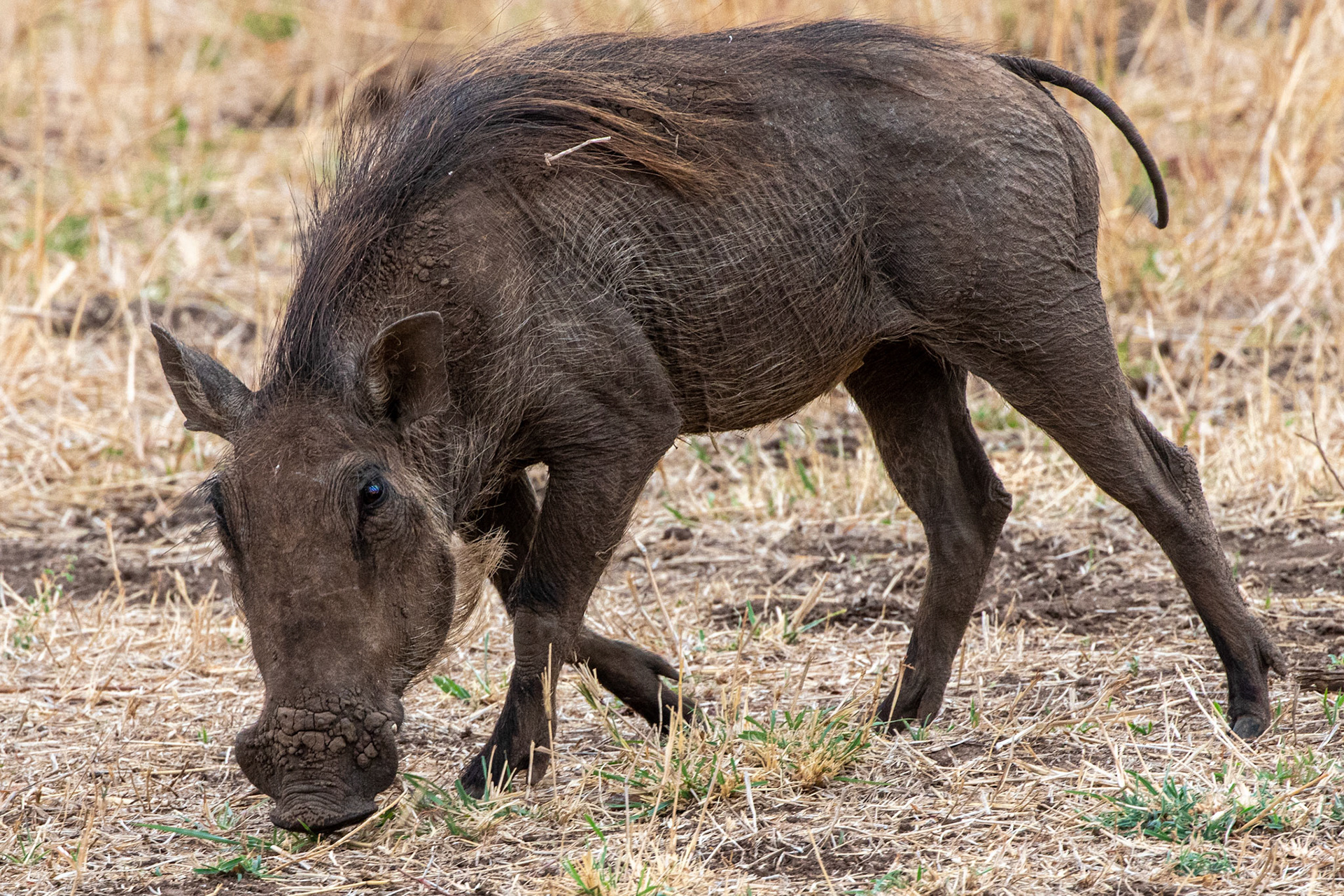 Warthog