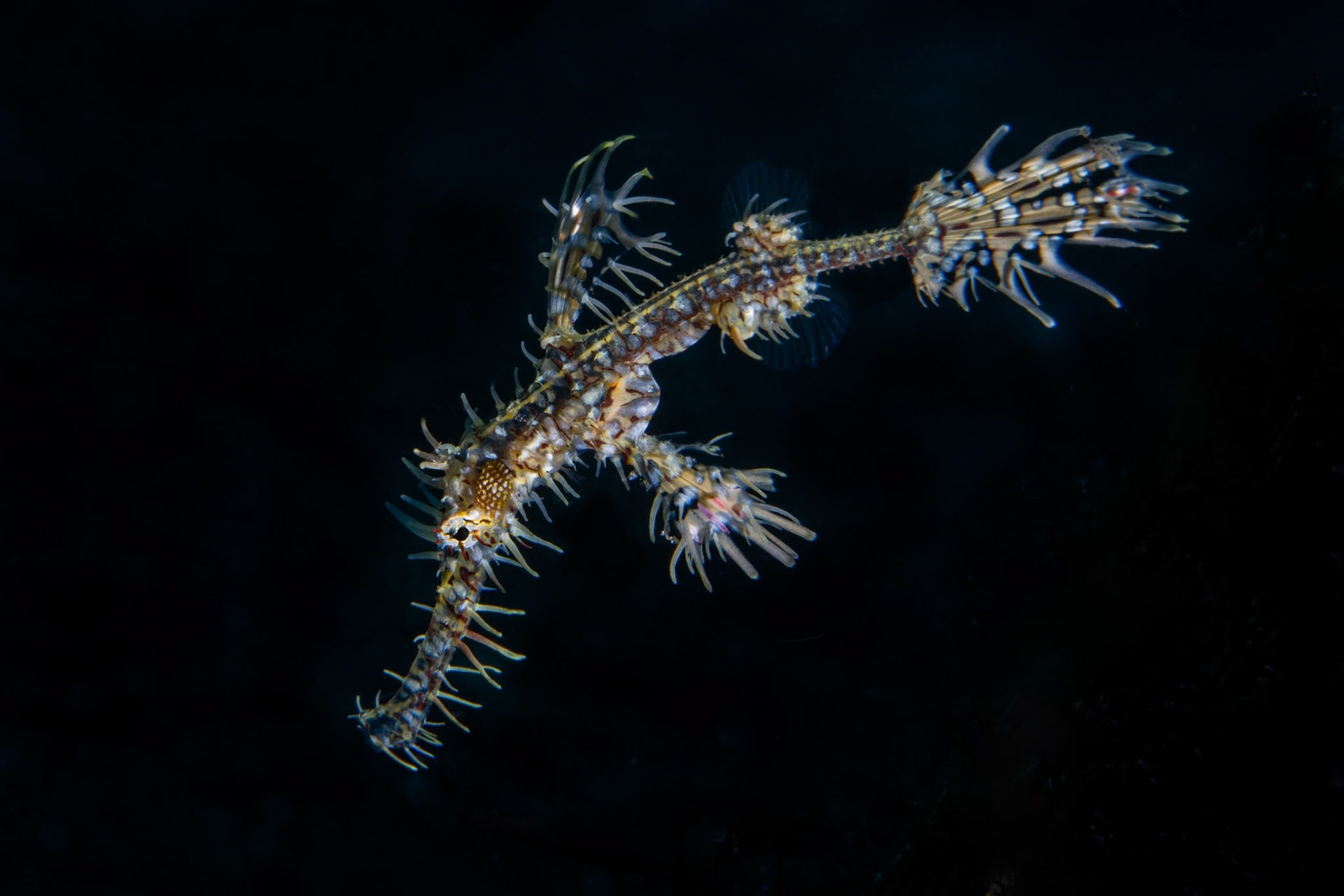 Robust Ghost Pipefish