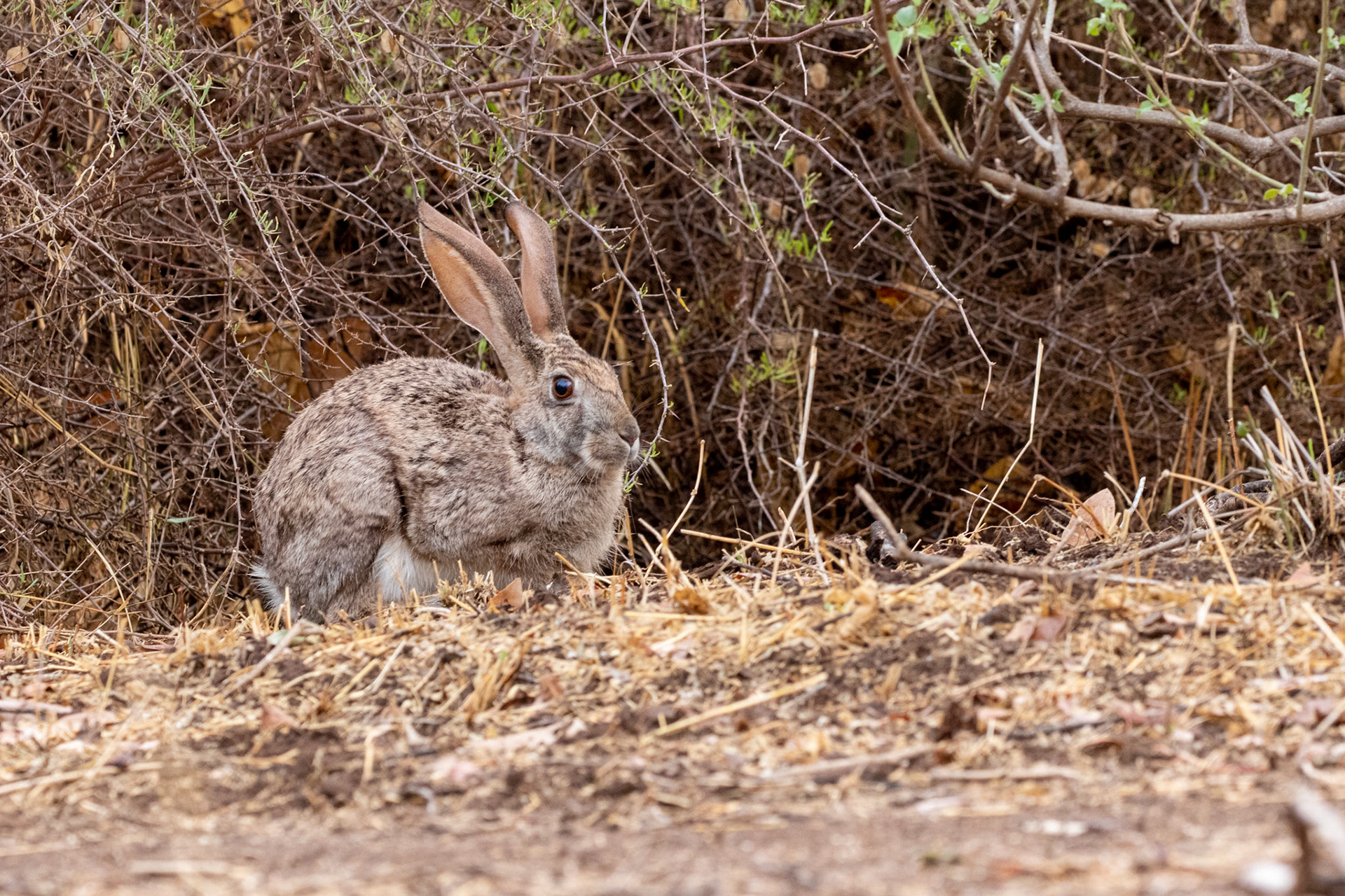 Scrub Hare