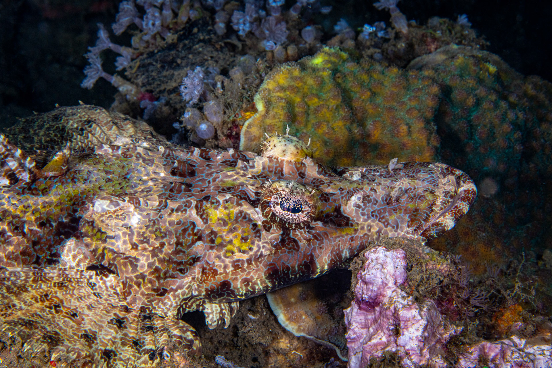 Crocodile Flathead