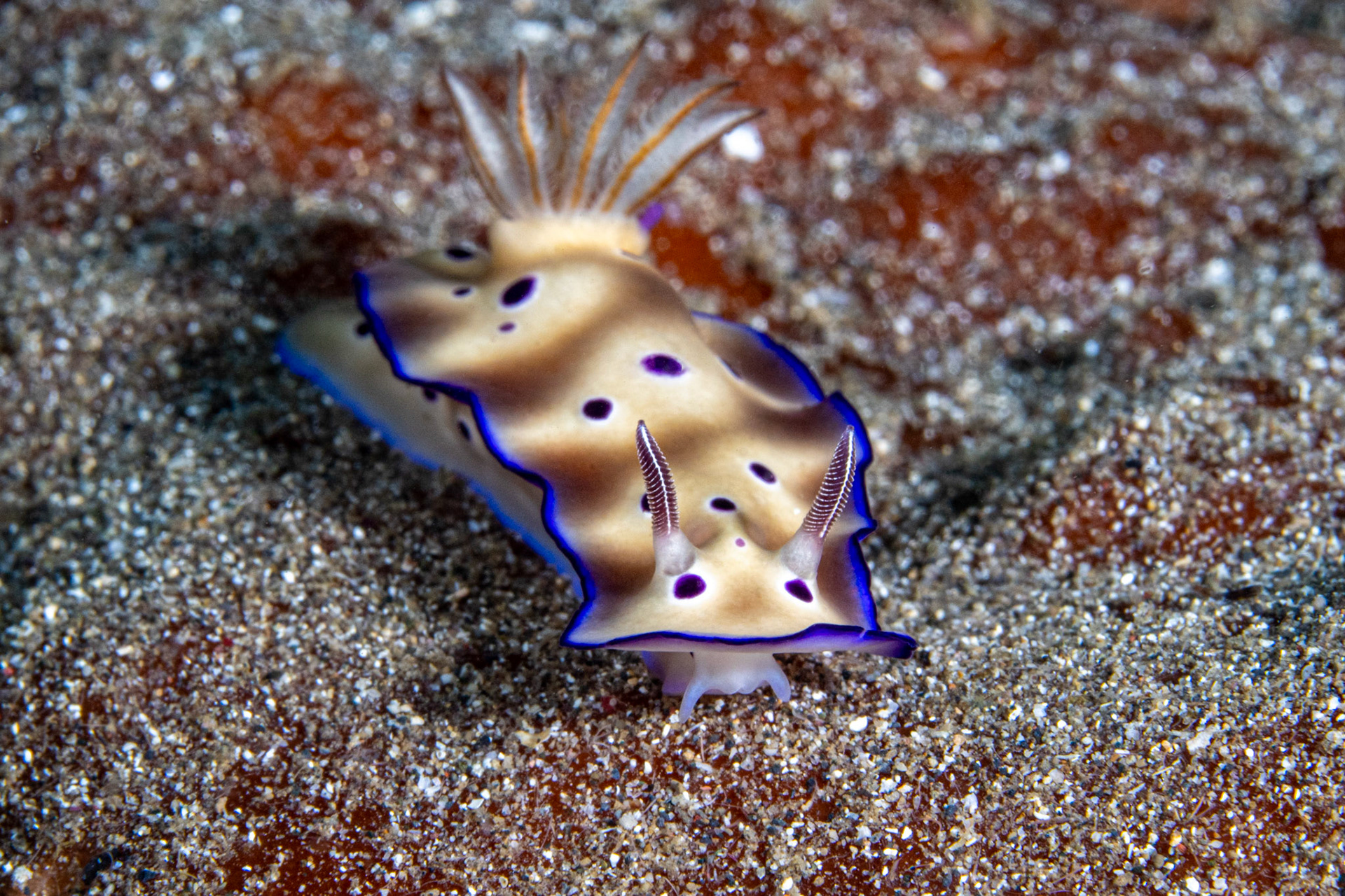 Nudibranch - Goniobranchus leopardus
