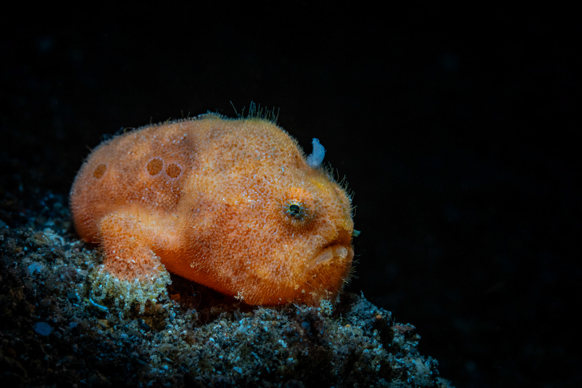 Hairy Frogfish (short-haired)