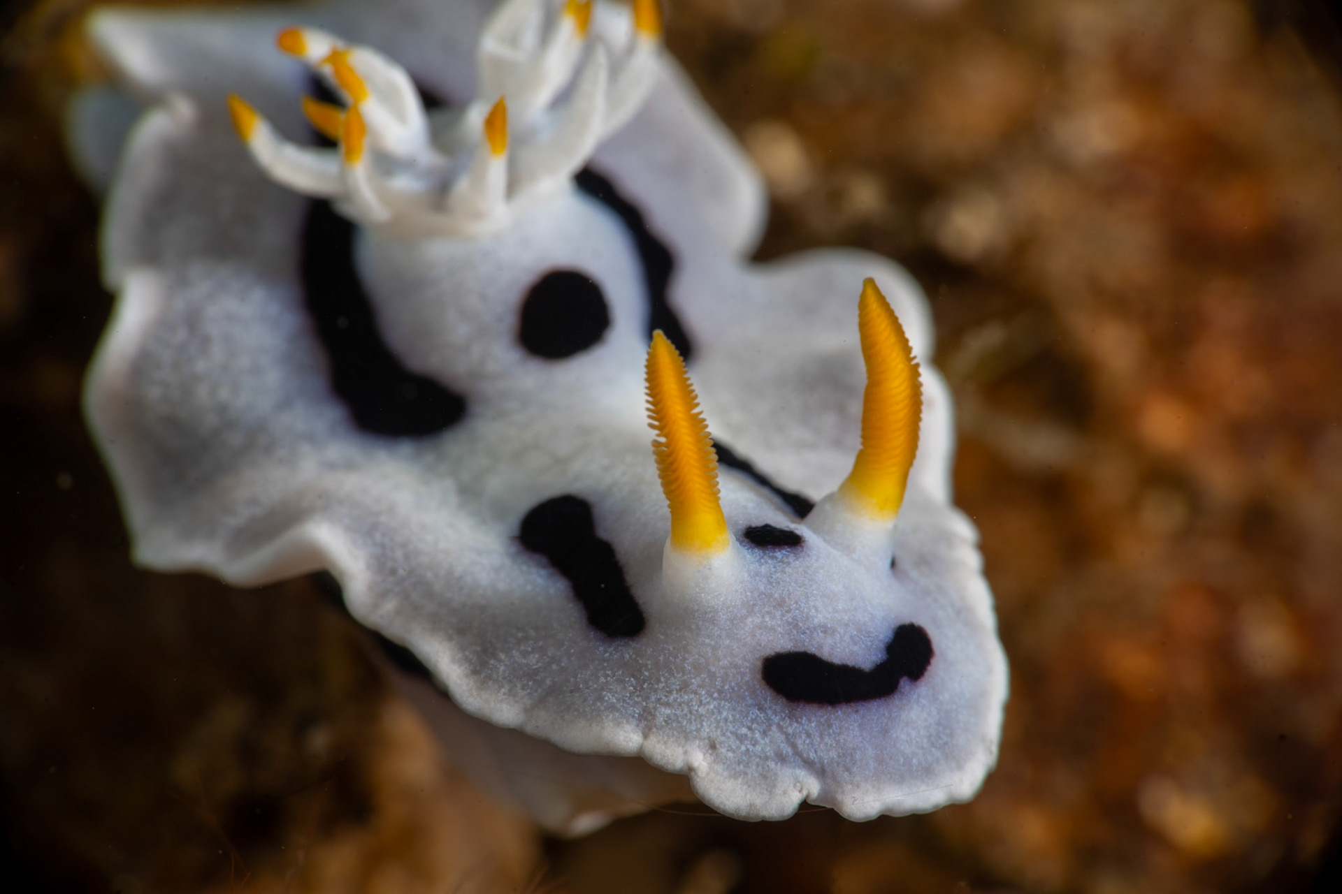 Nudibranch Chromodoris dianae