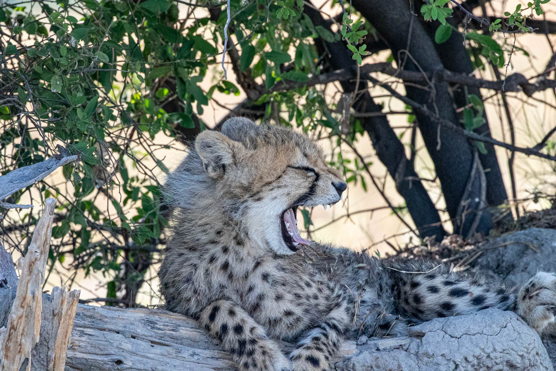 Cheetah cub