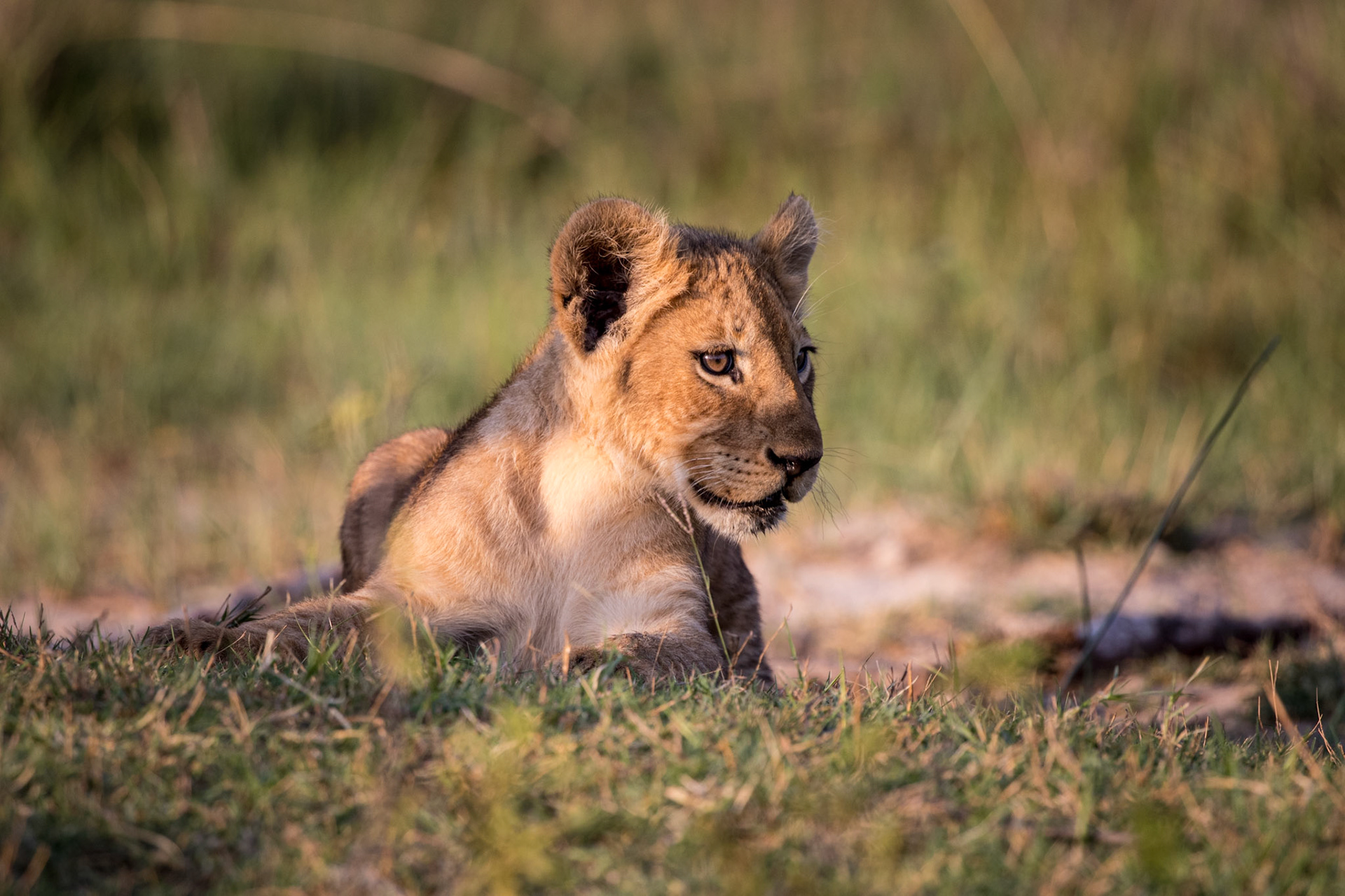 Lion cub