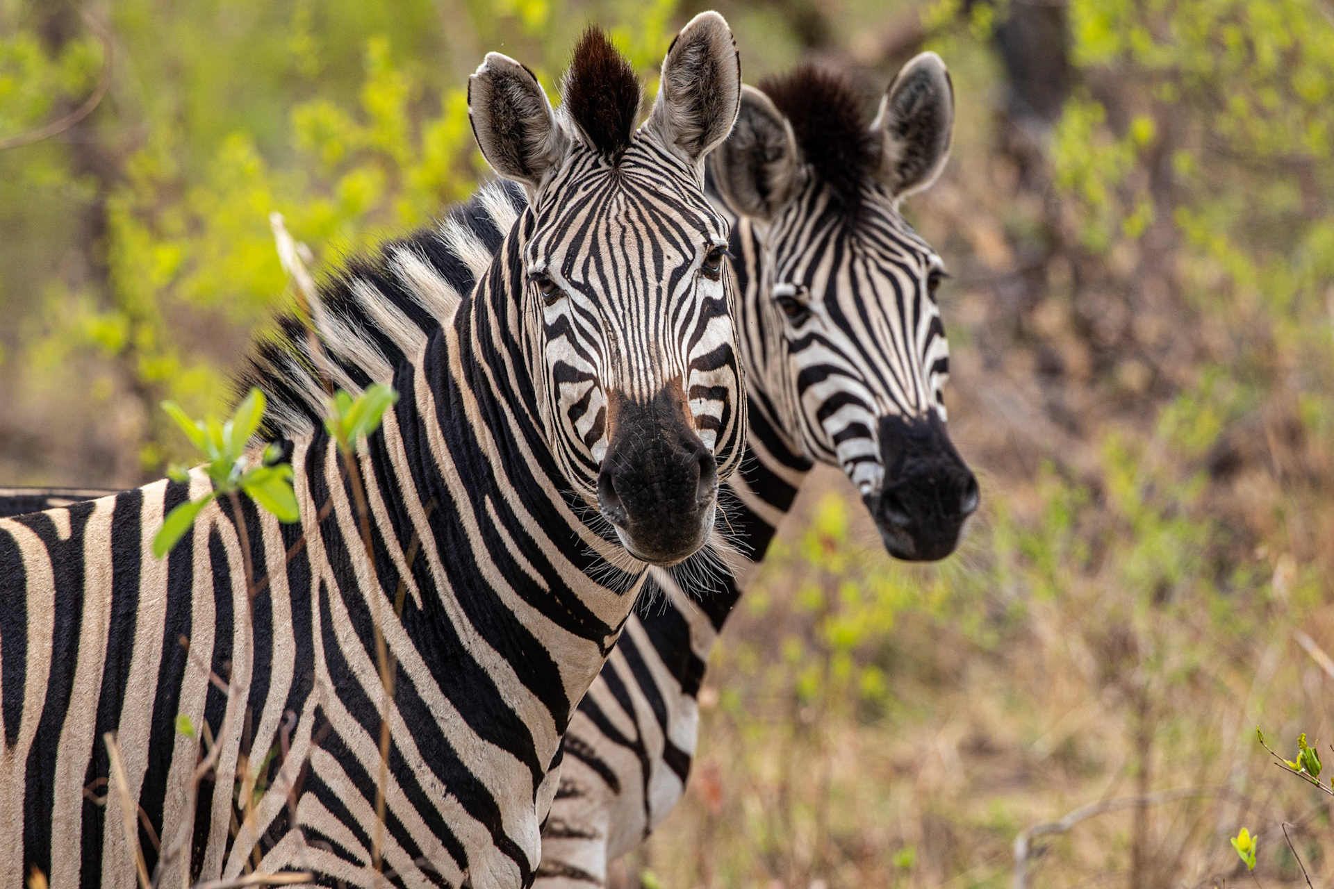 Zebra