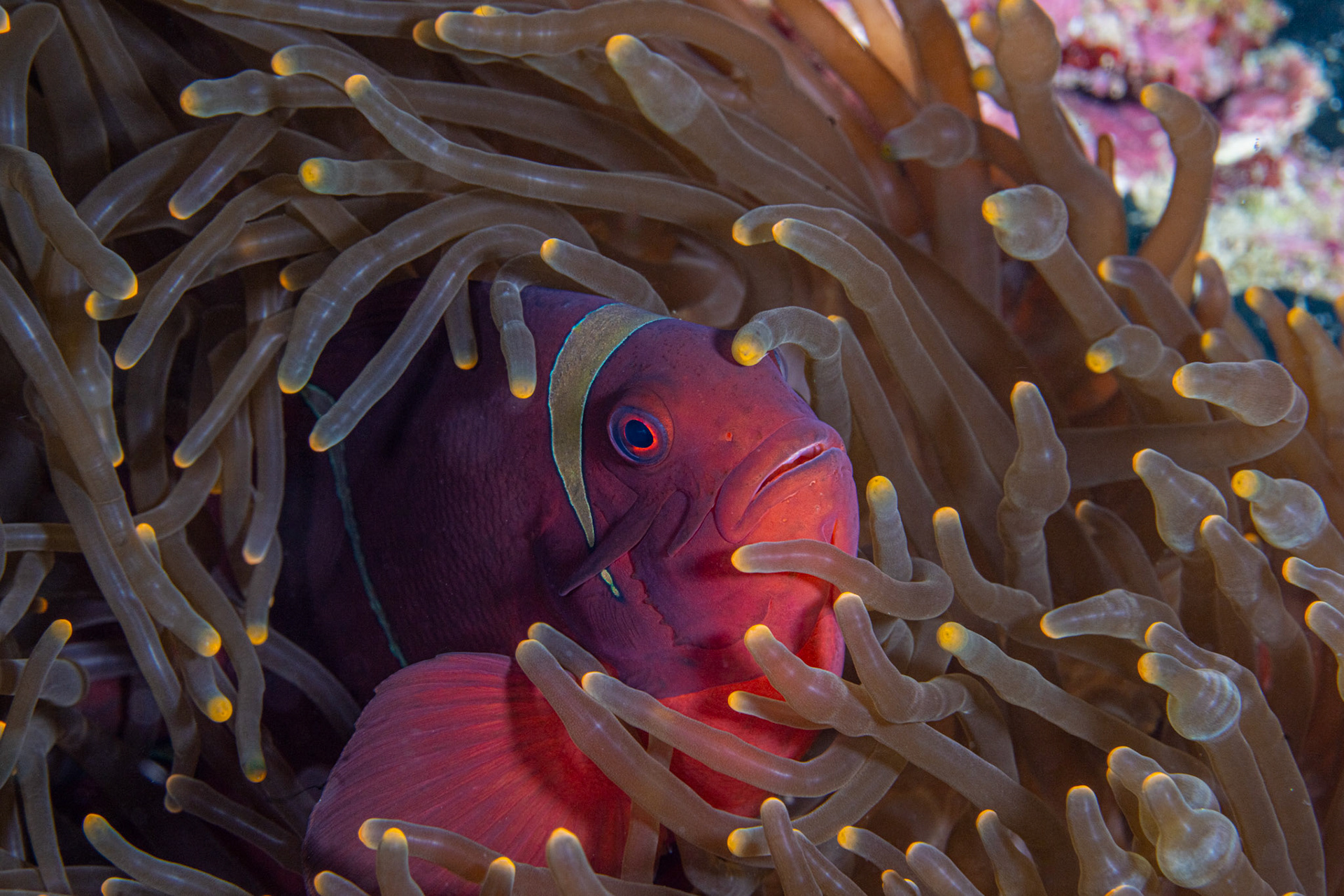 Red Saddleback Anemonefish (Amphiprion ephippium)