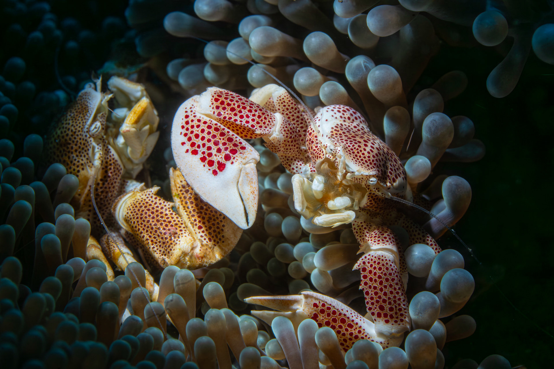 A pair of porcelain crabs on anemone