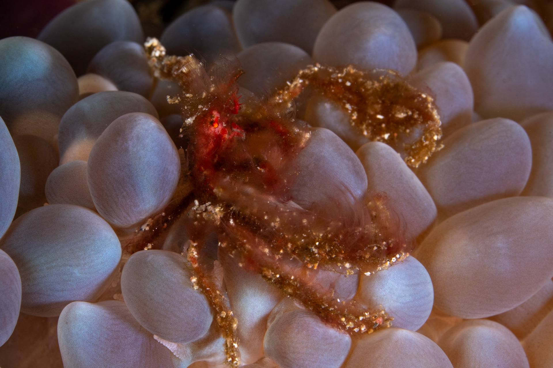 Orangutan Crab