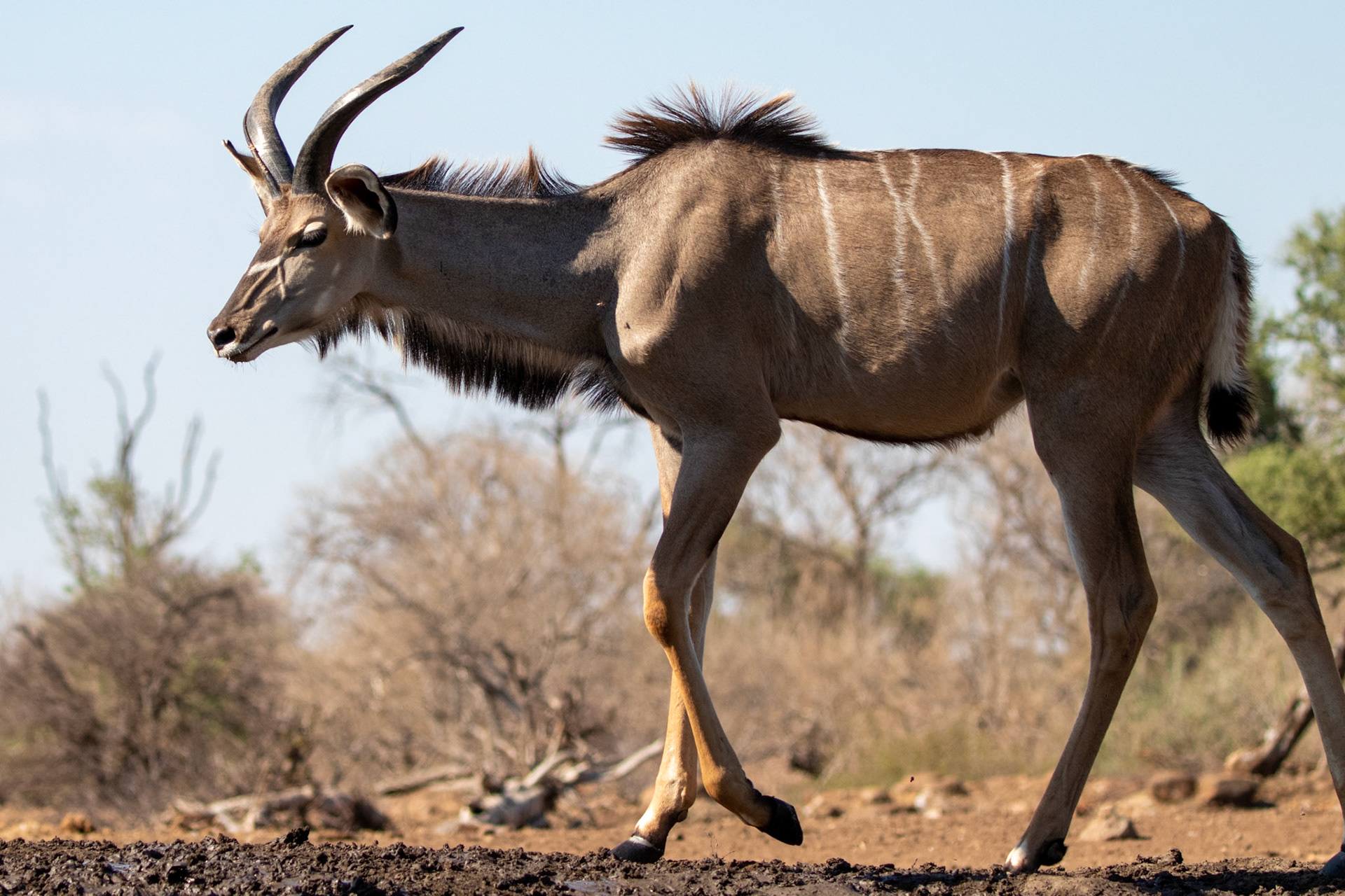 Greater Kudu
