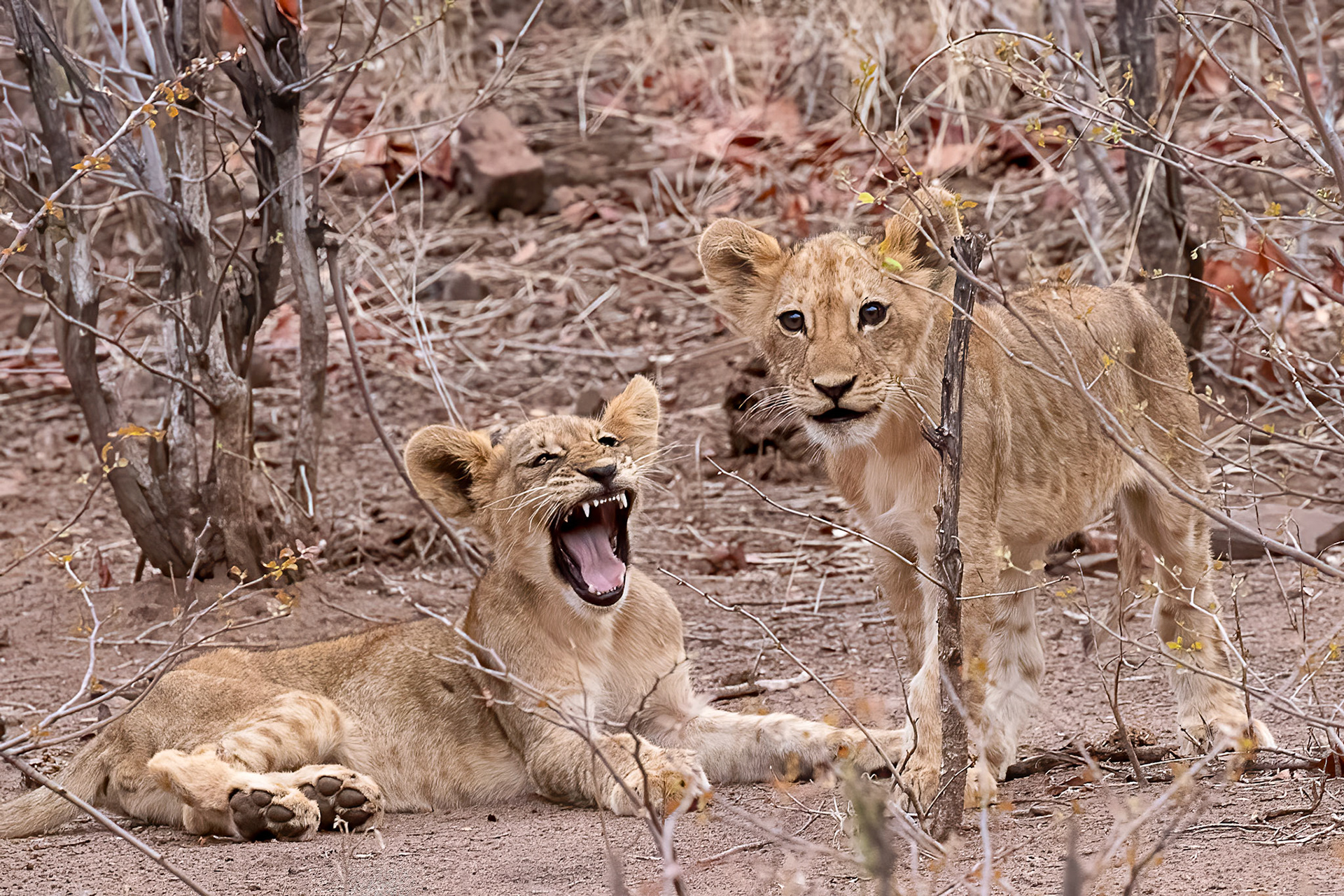 Lion cubs