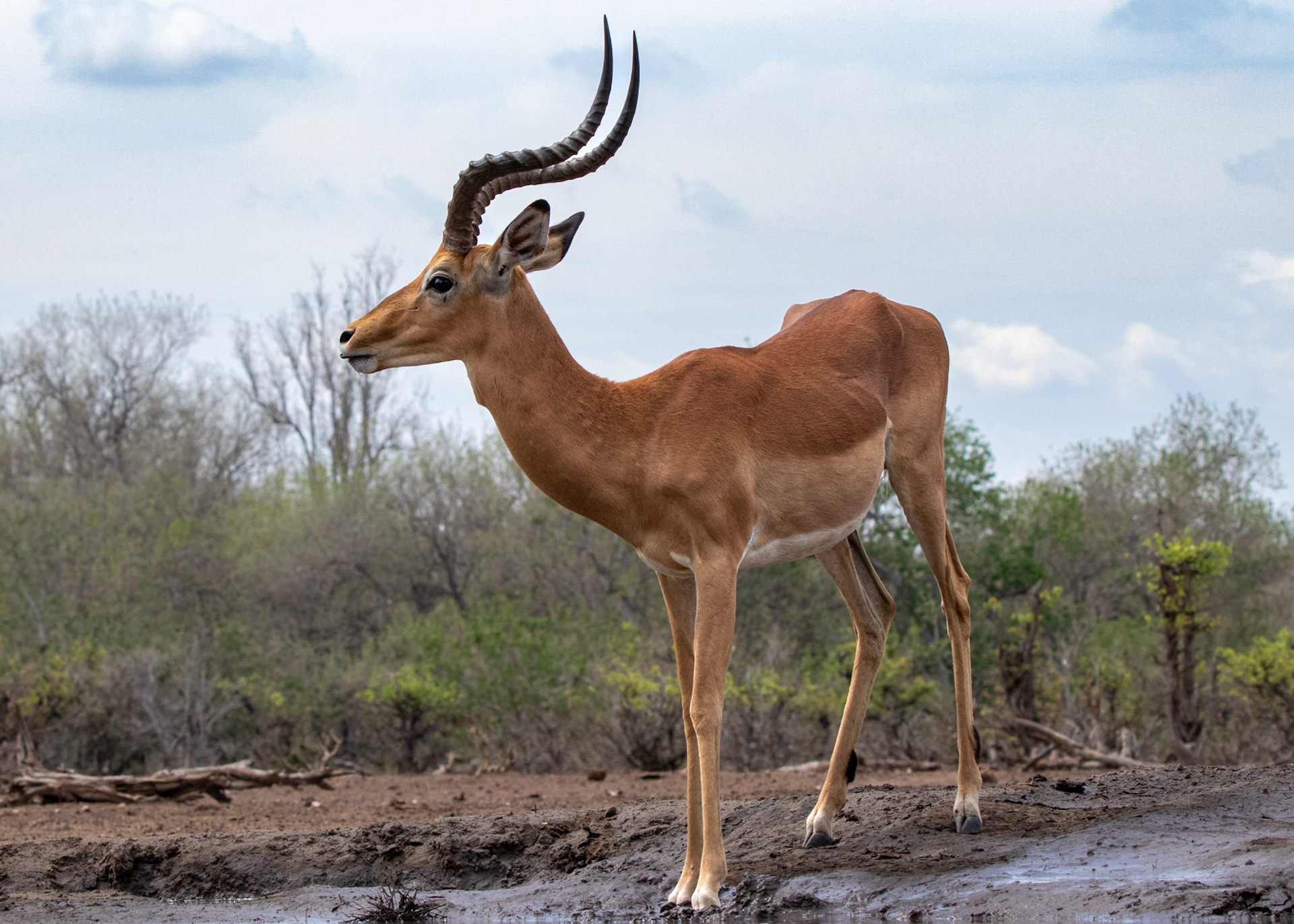 Impala