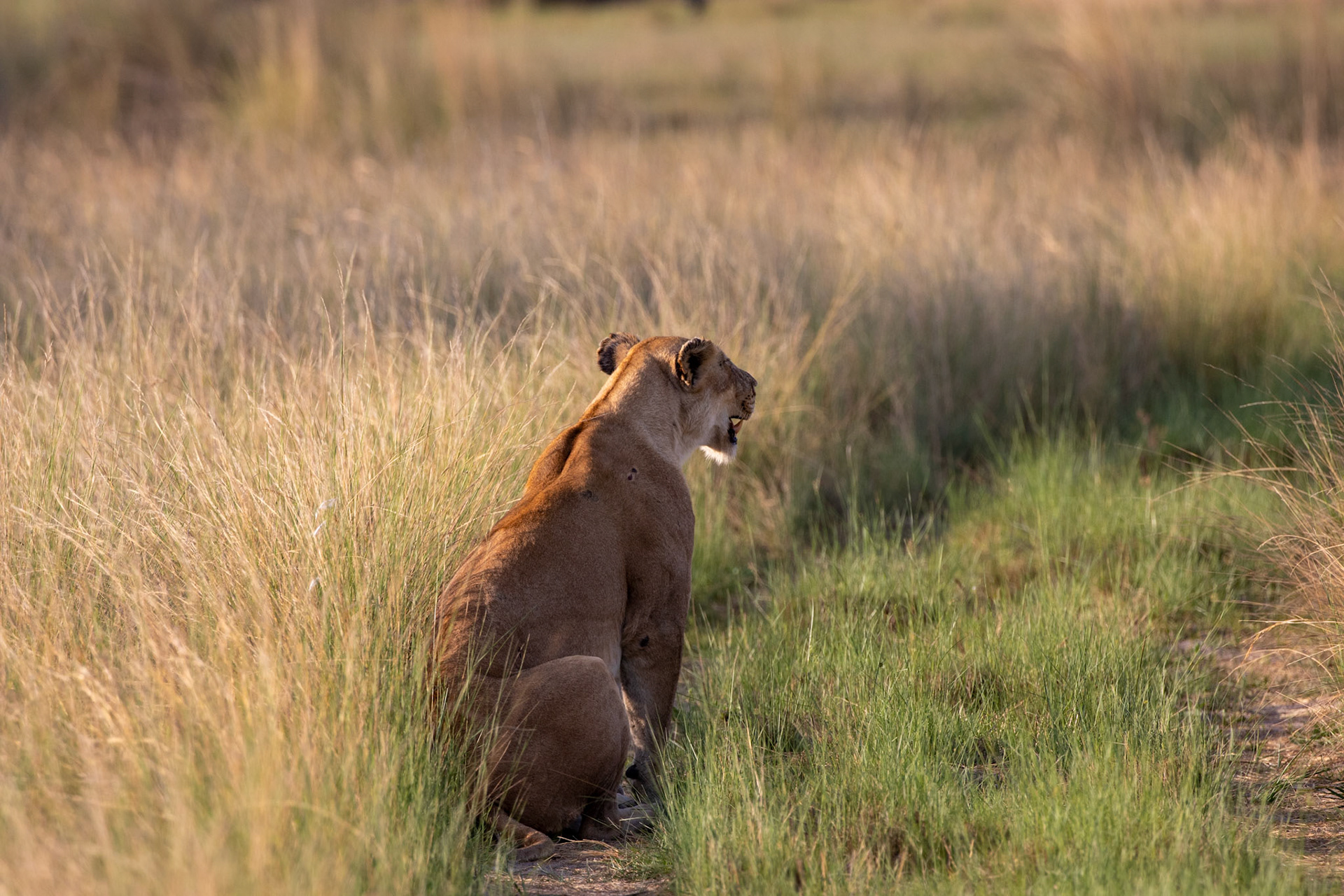 Lioness